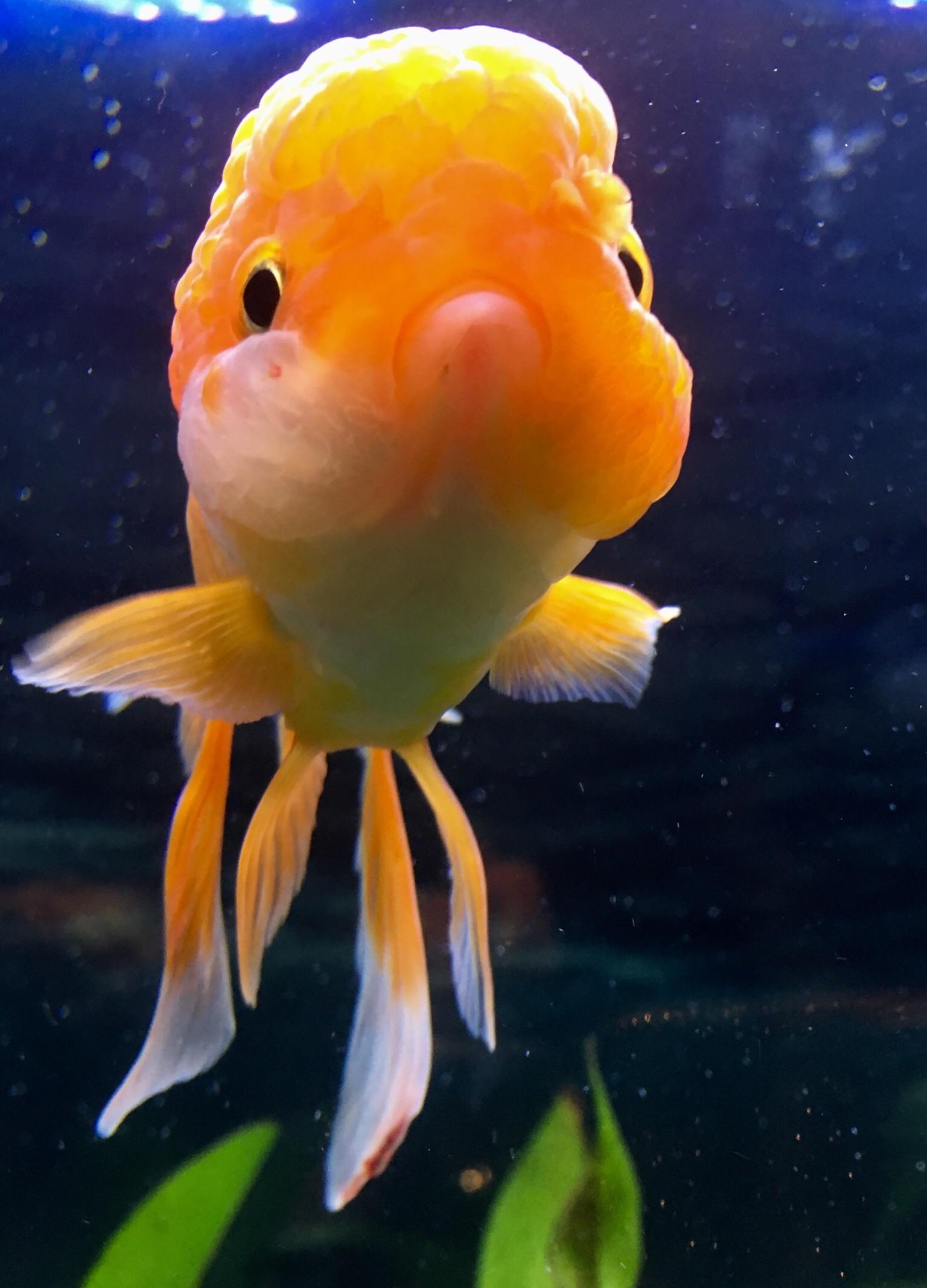 Puffy Face the day I got her. She is Happy as can be, but doesn’t