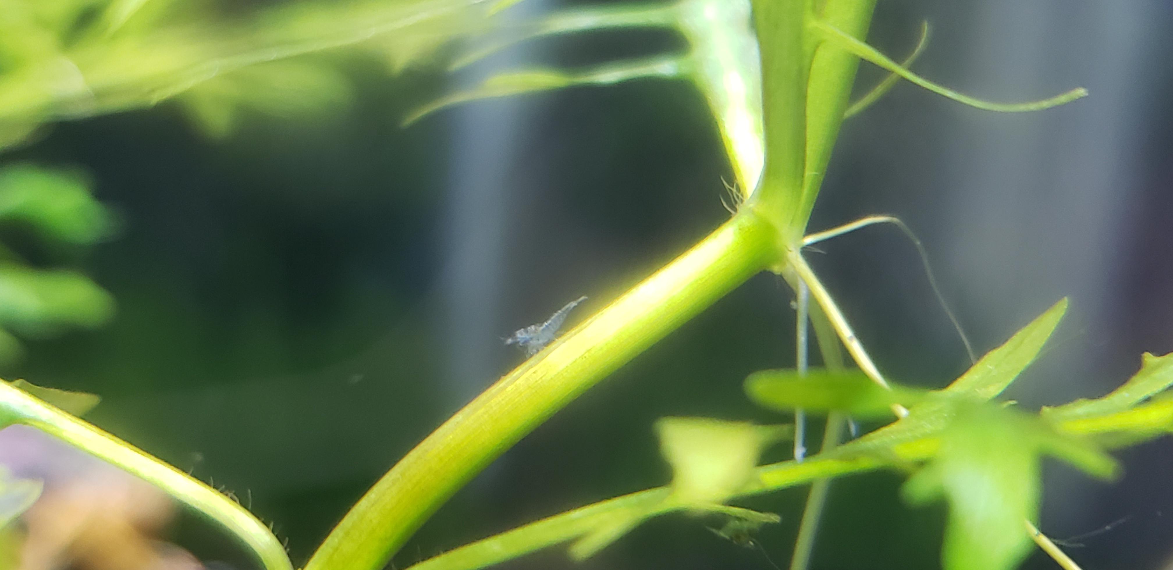 Baby Blue Dreams! r/shrimptank