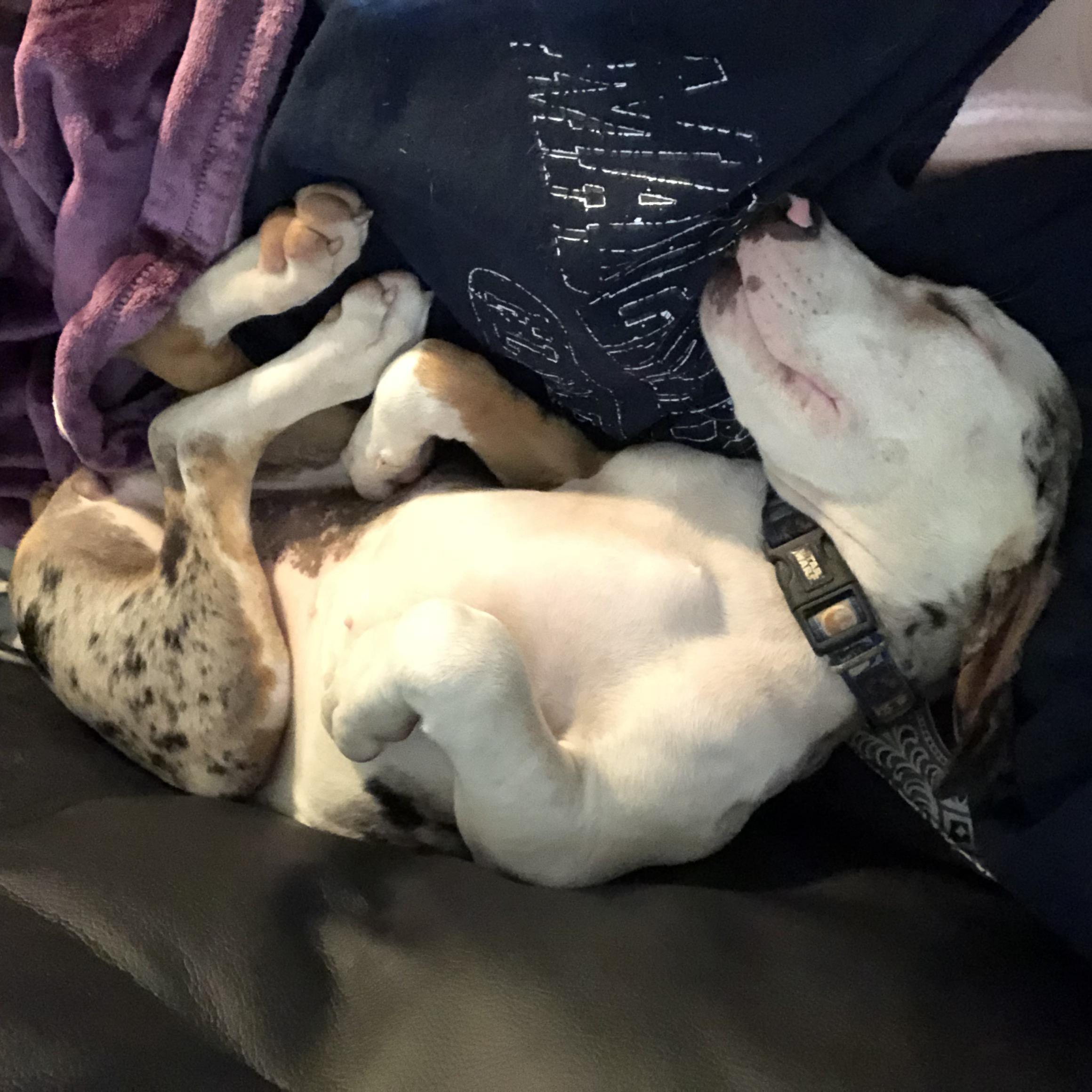 I’ve been listening to her adorable snore for an hour at least