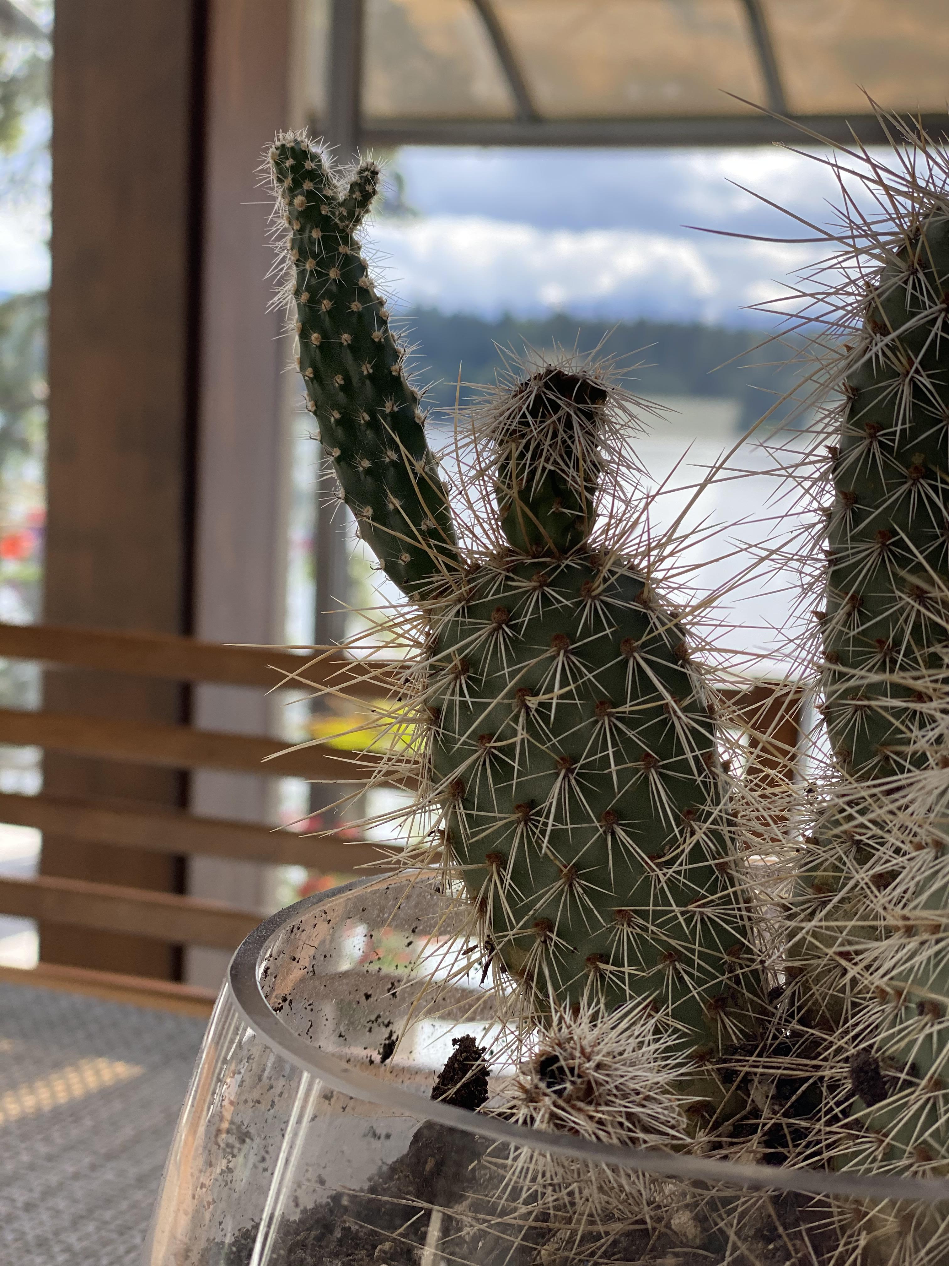 My parents' cactus looks like a person waving