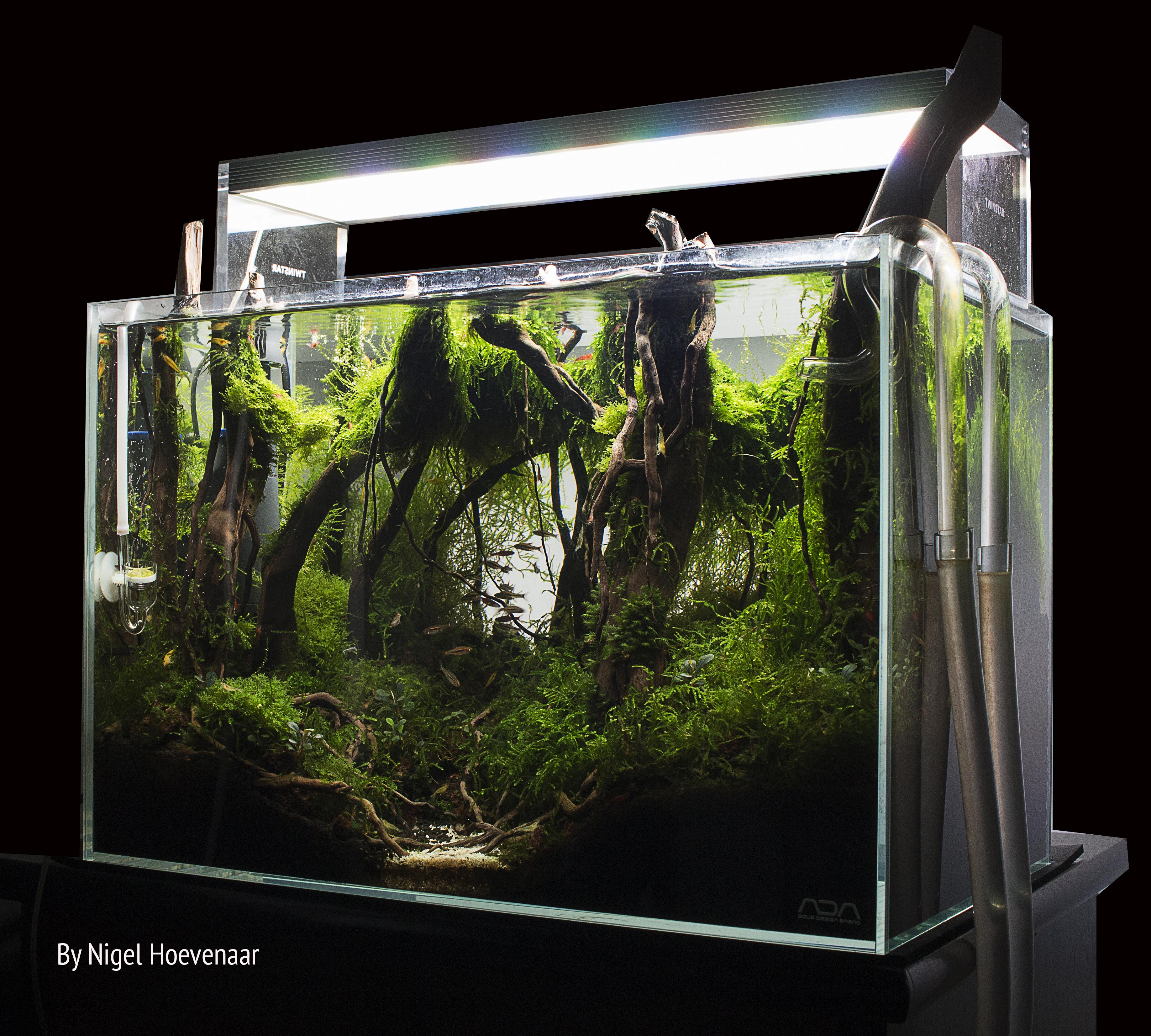ADA 45P Goes WILD Aquascape