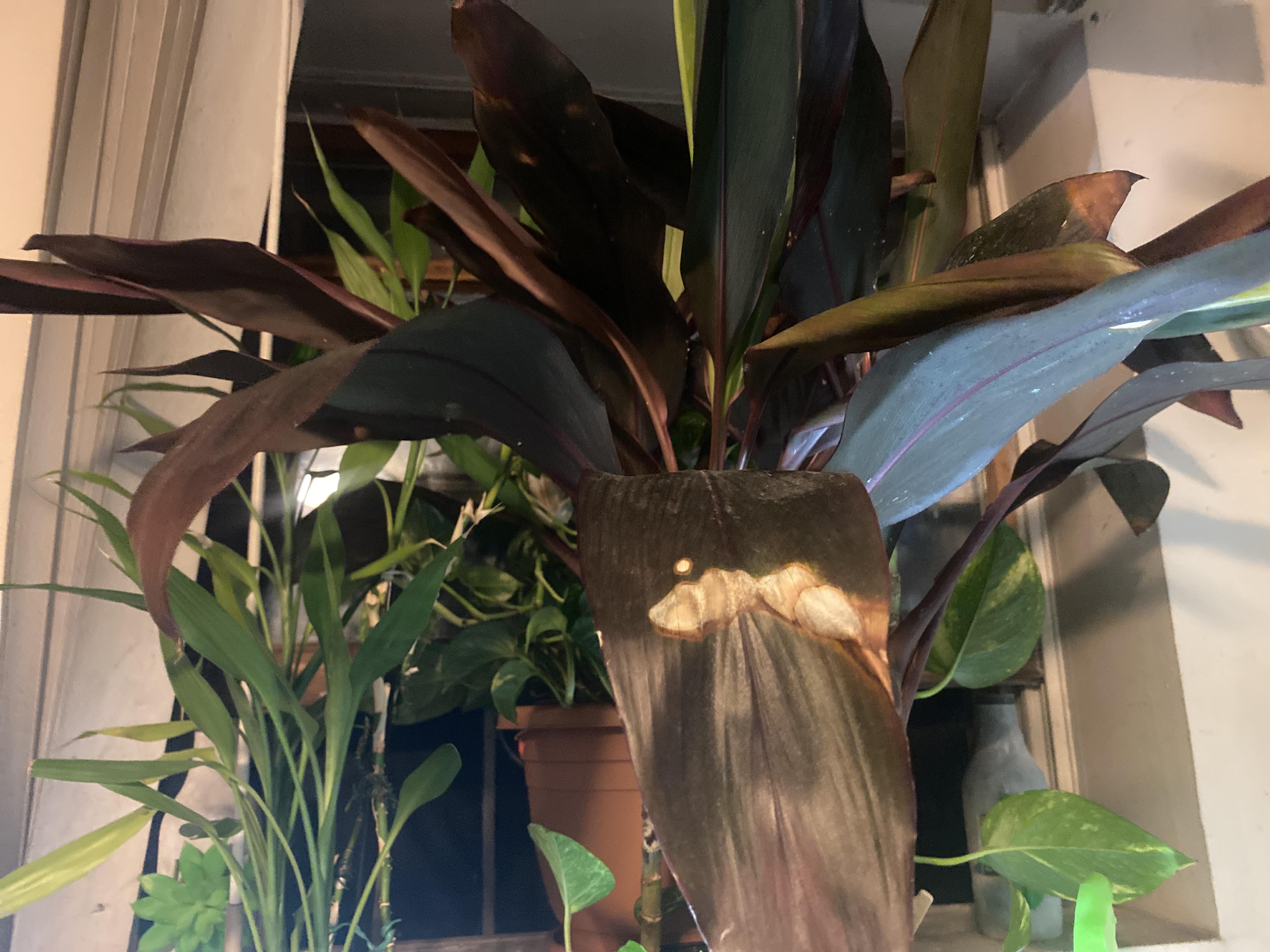 It’s a Cordyline Fruticosa...Wondering if I am watering it too much or