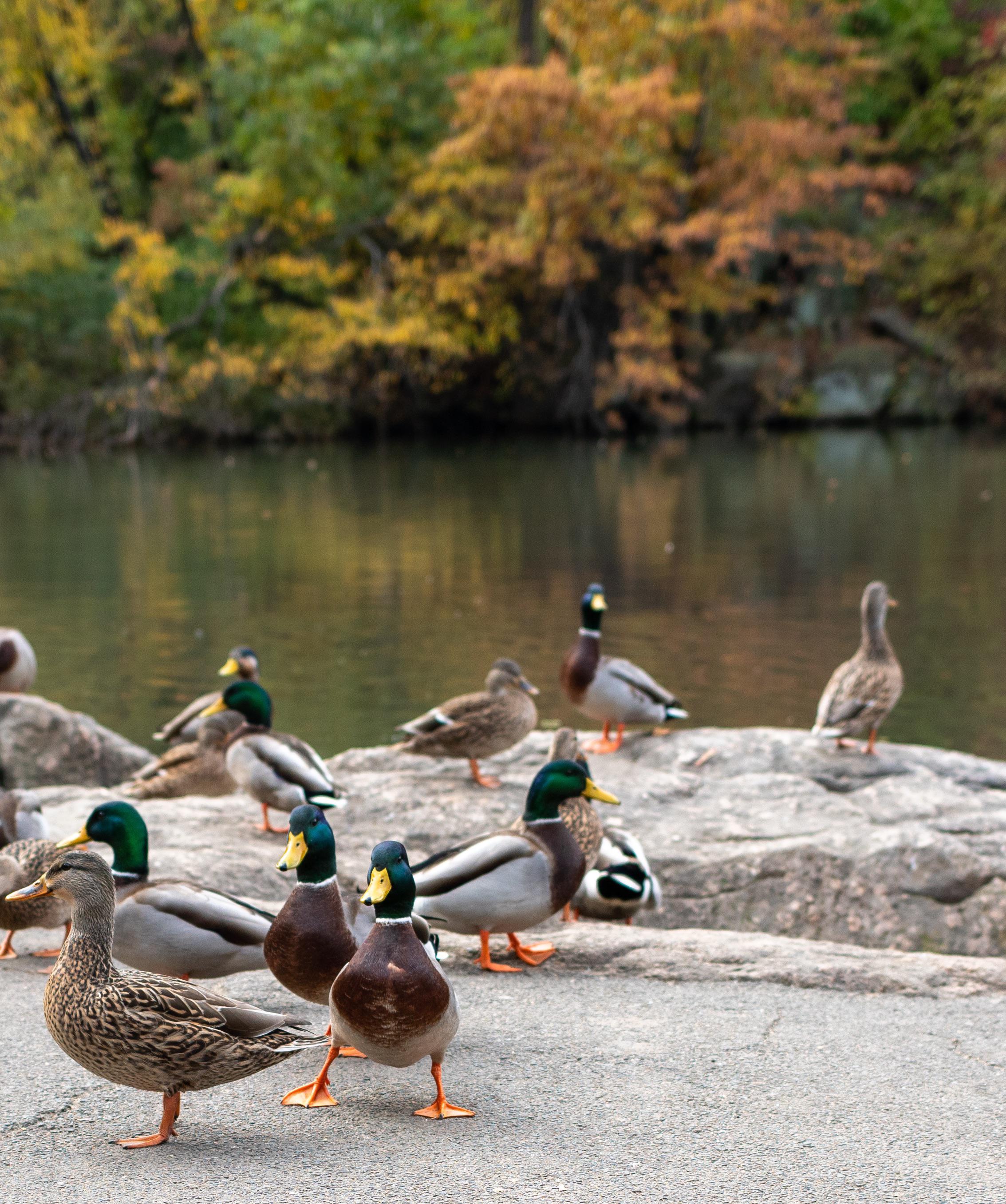 Ducks! Central Park NYC r/birding