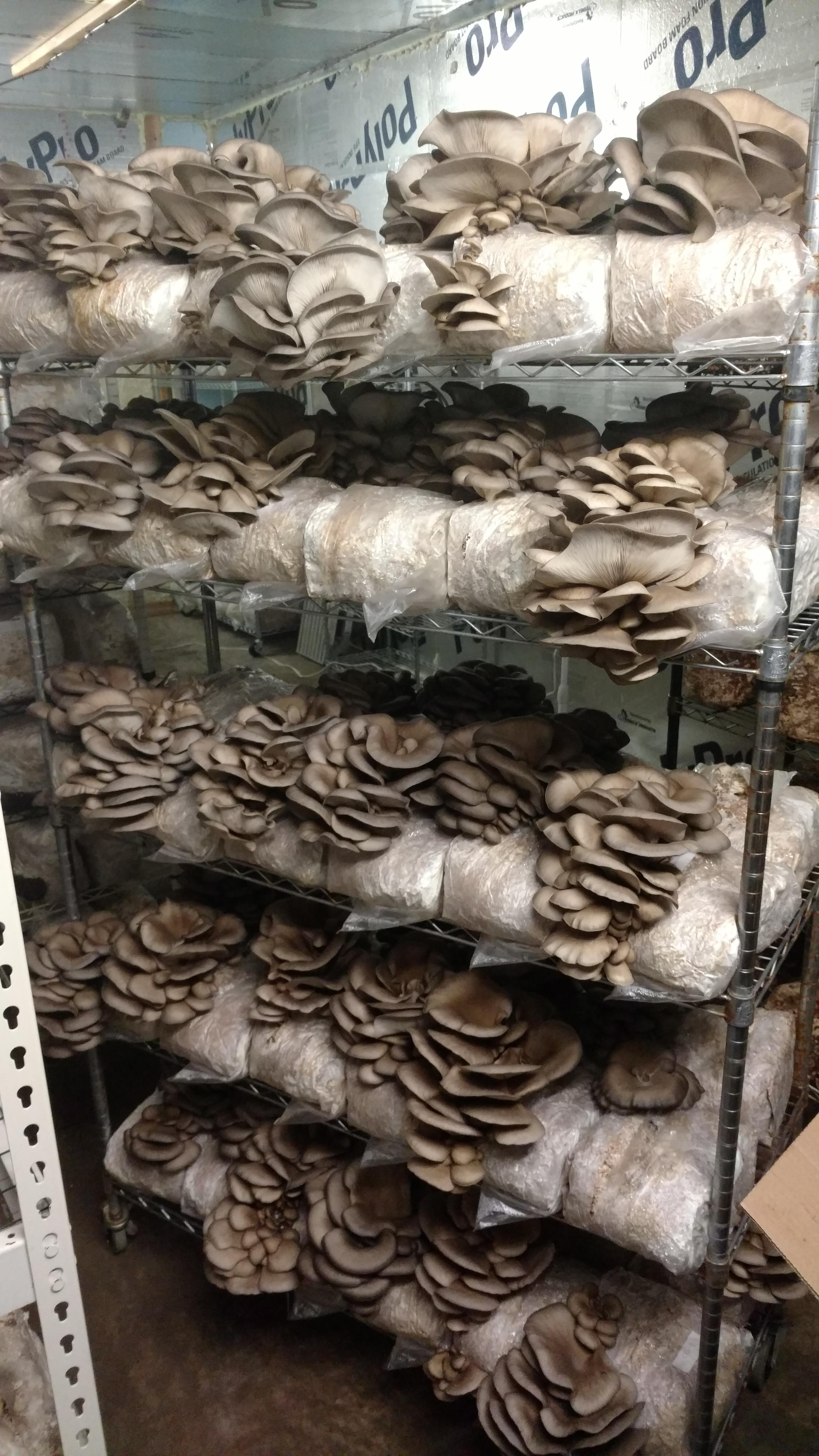 [gourmet] a rack of oyster r/MushroomGrowers