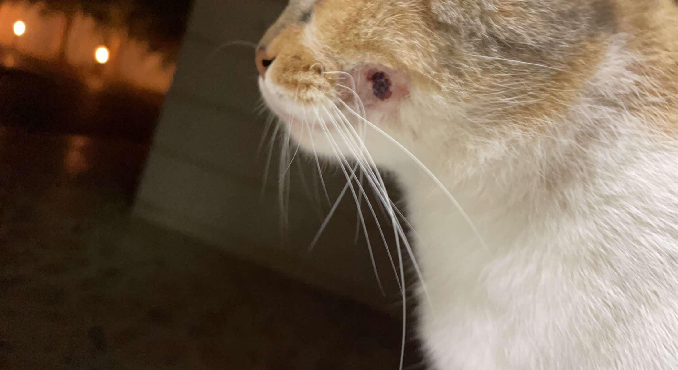 cat swollen cheek no pain Shauna Ho
