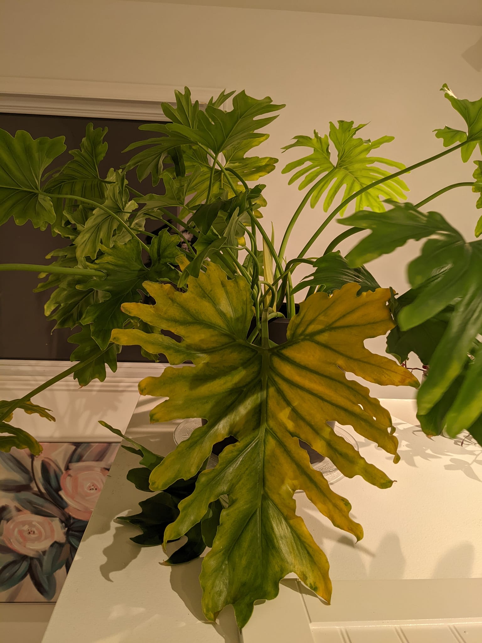 philodendron xanadu started having yellowing leaves out of nowhere