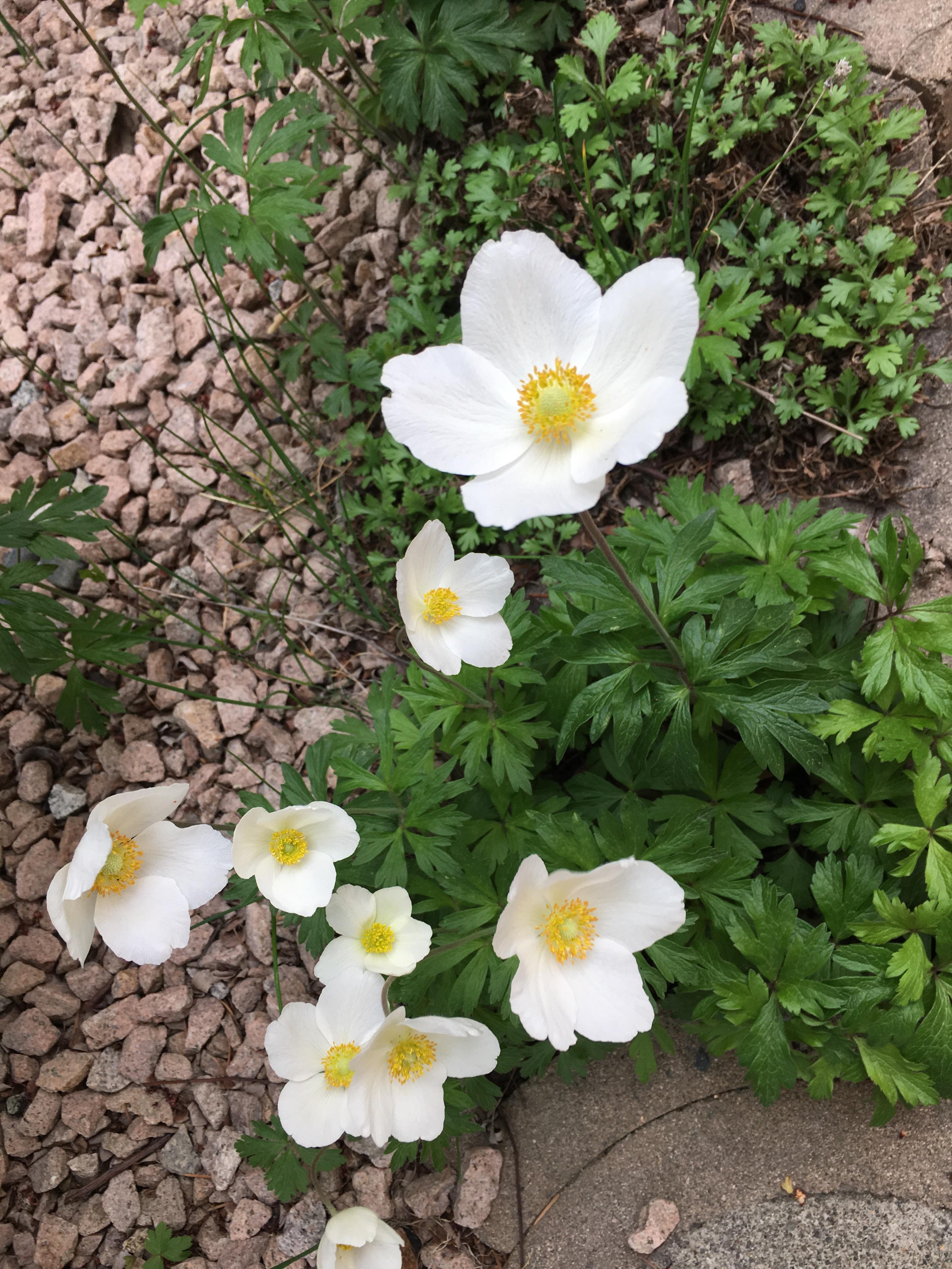 Zone 4, BC. They come back every year and they grow like crazy. What