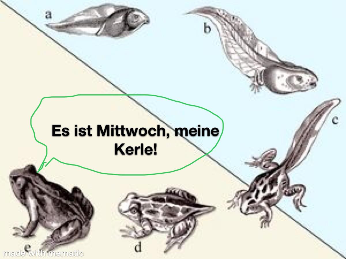 The origin of the wednesday 🐸 r/memes