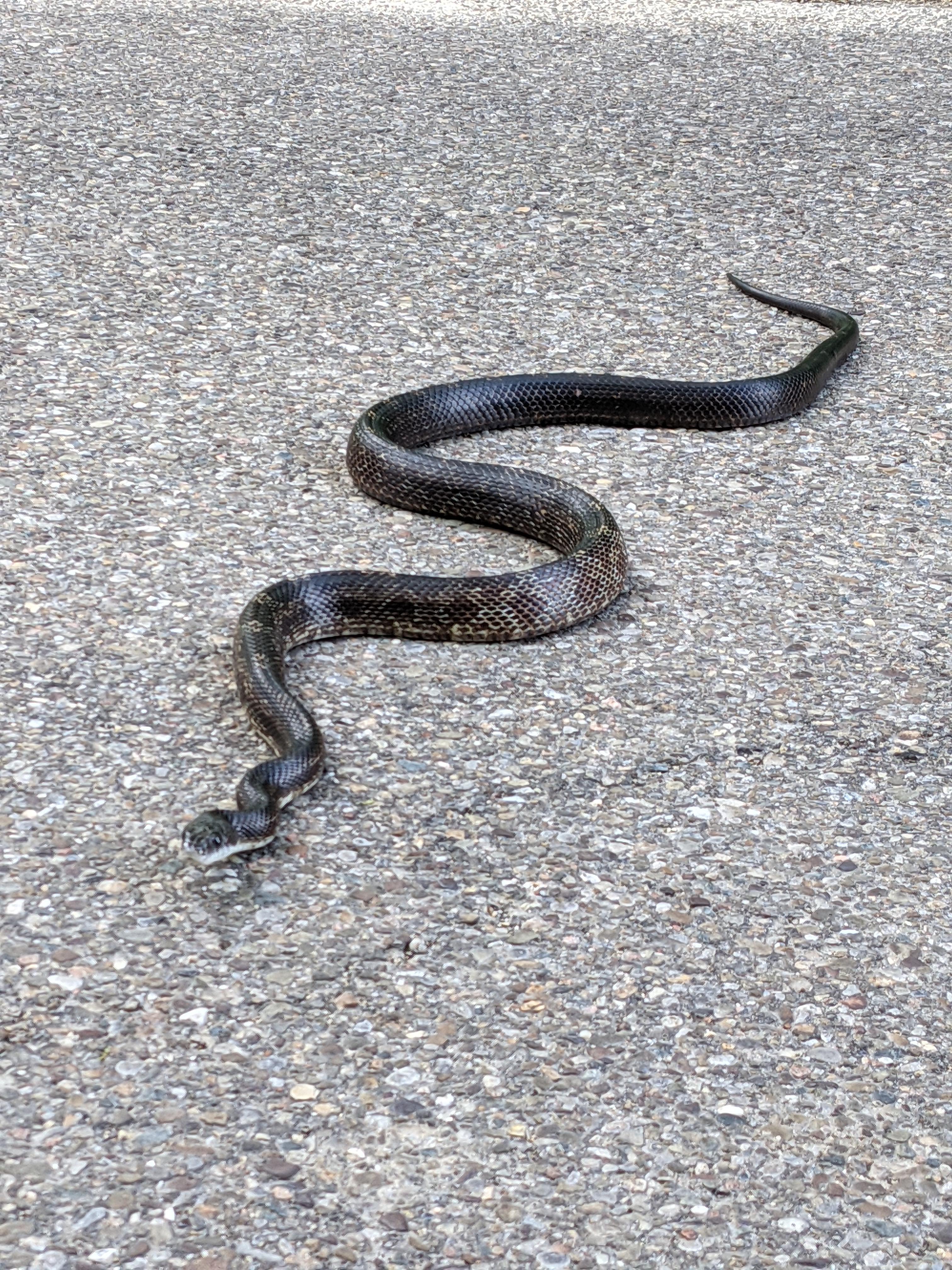 5ft long, found in Ohio. Rat snake? Corn snake? r/whatsthissnake