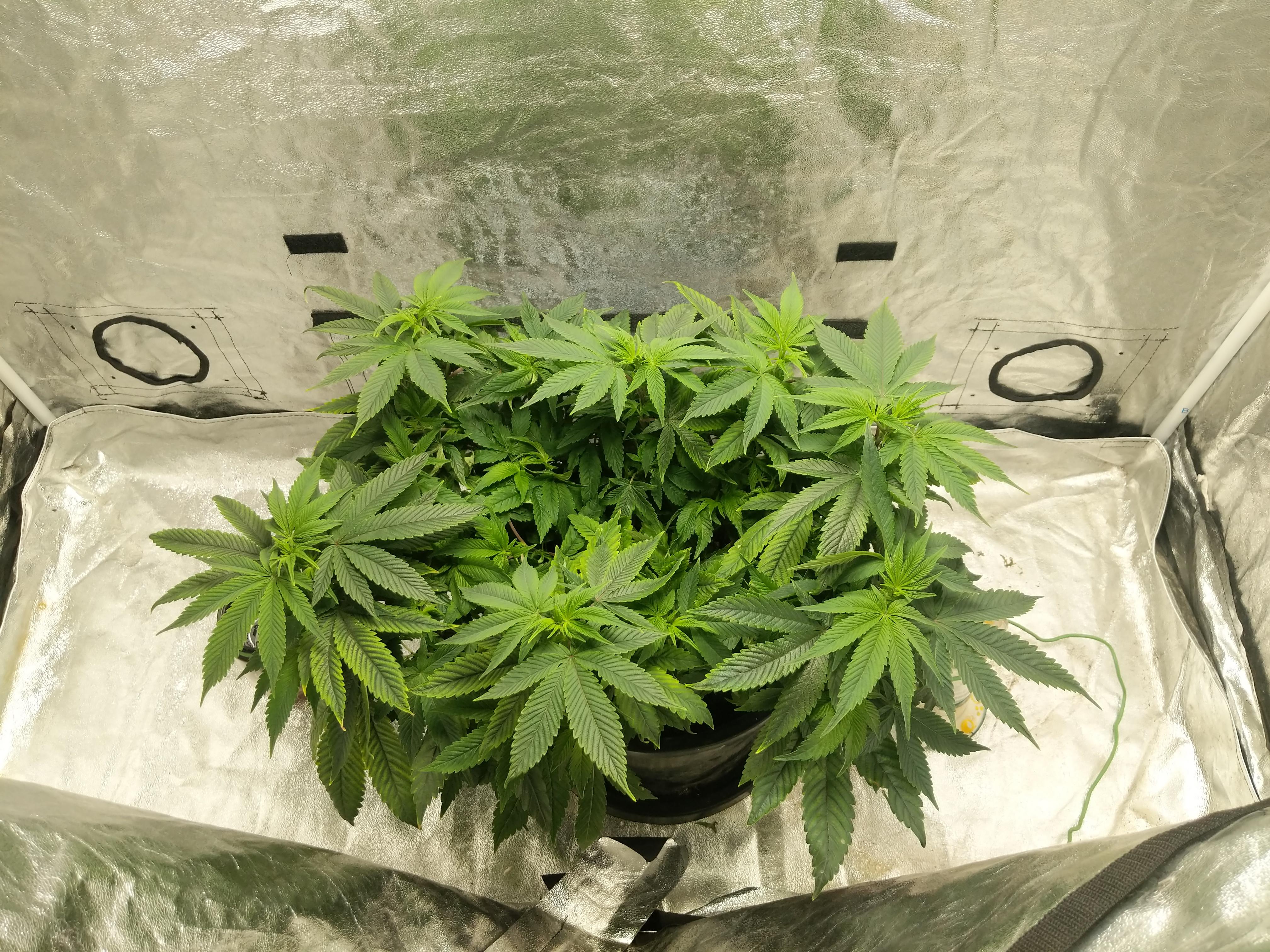 Growing phenotype with autos? I have this phenotype strain that I just