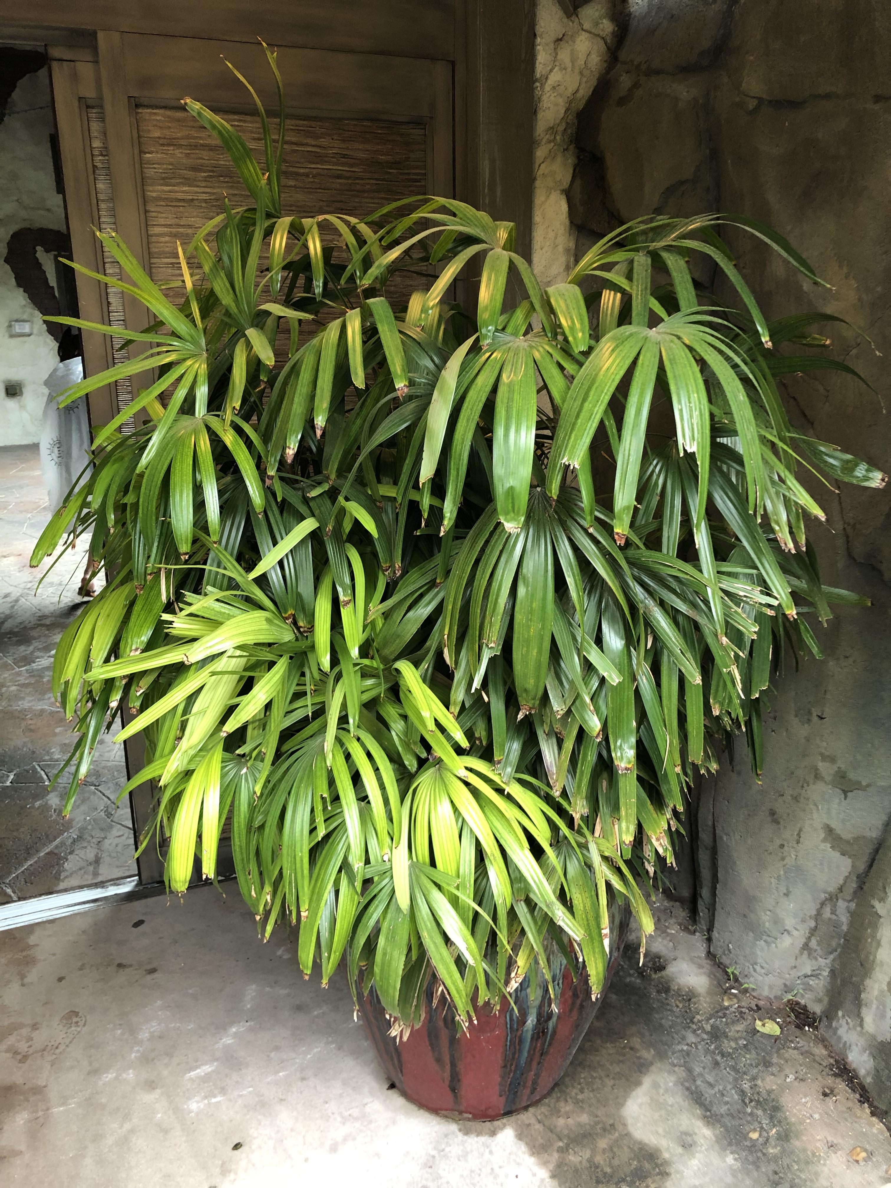 Beautiful Plant at Jacksonville (FL) Zoo. Can you identify? plants