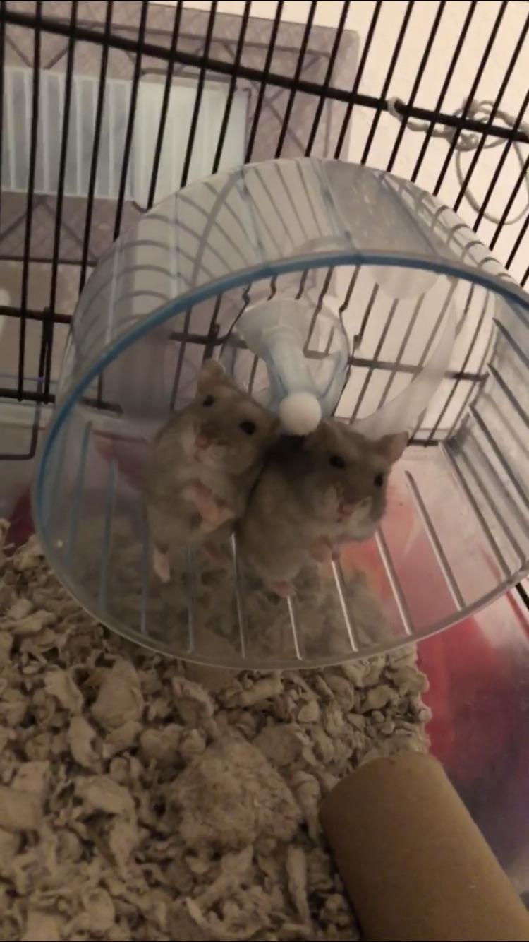 I always find my two hamster daughters sitting together on the same