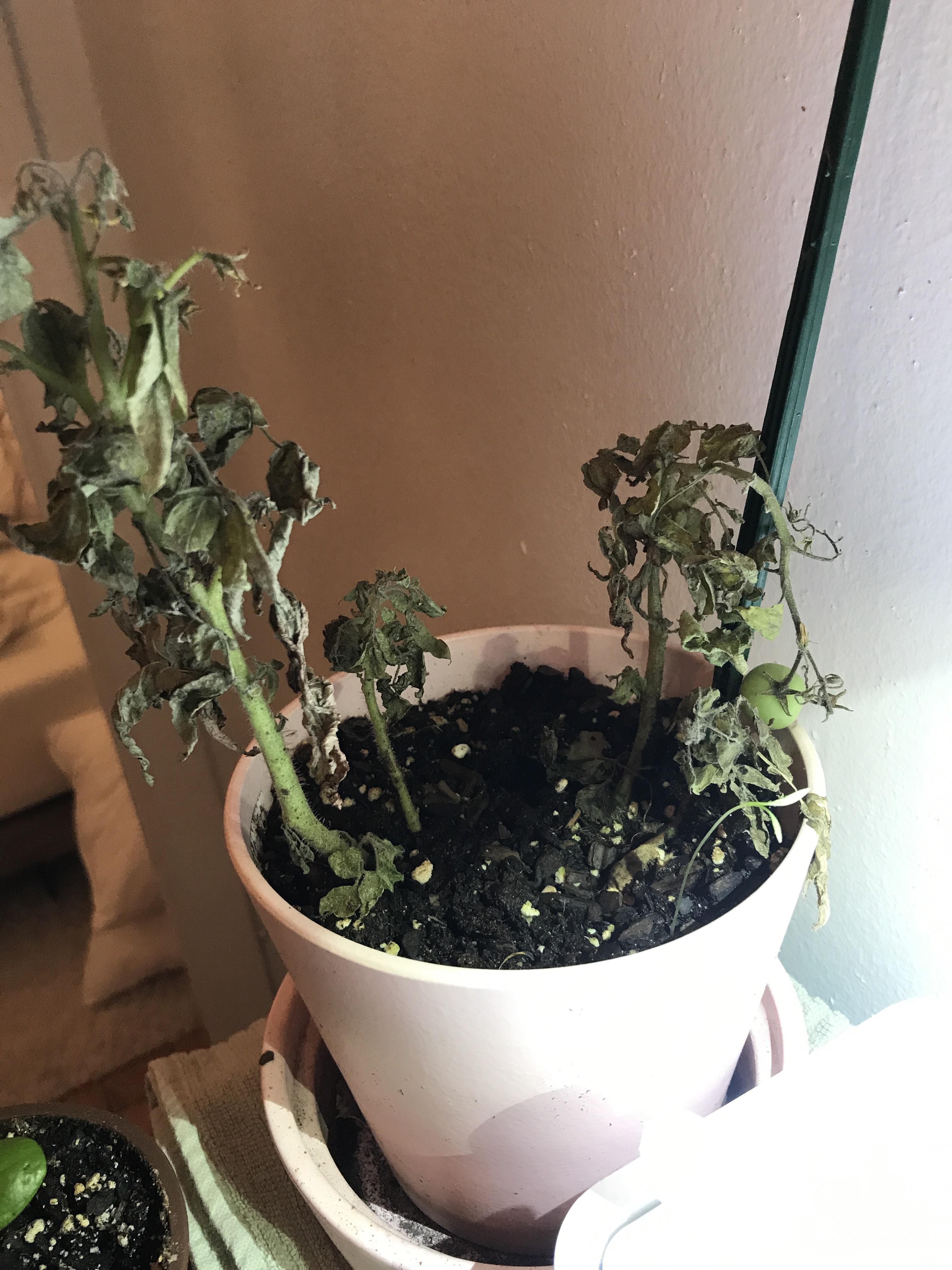 Help! What does my mini tomato plant need? More sun? More water? r