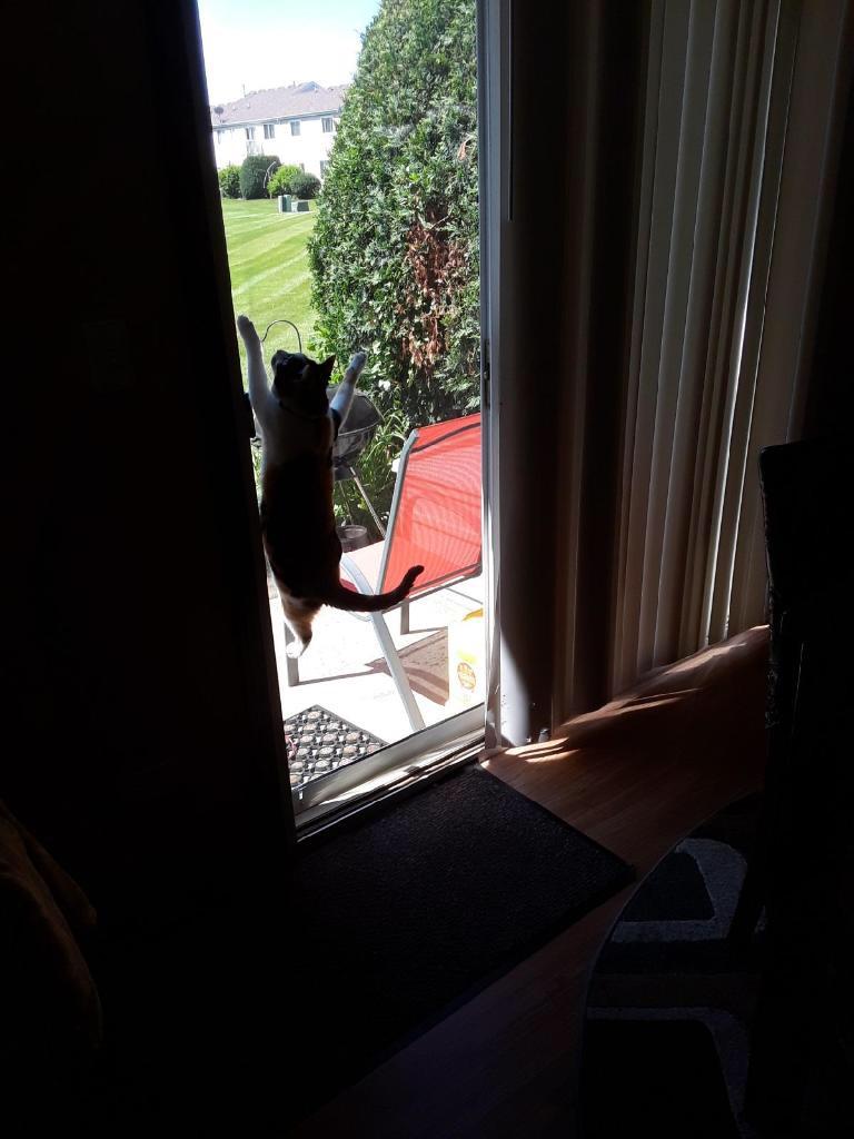 I believe I can fly cats