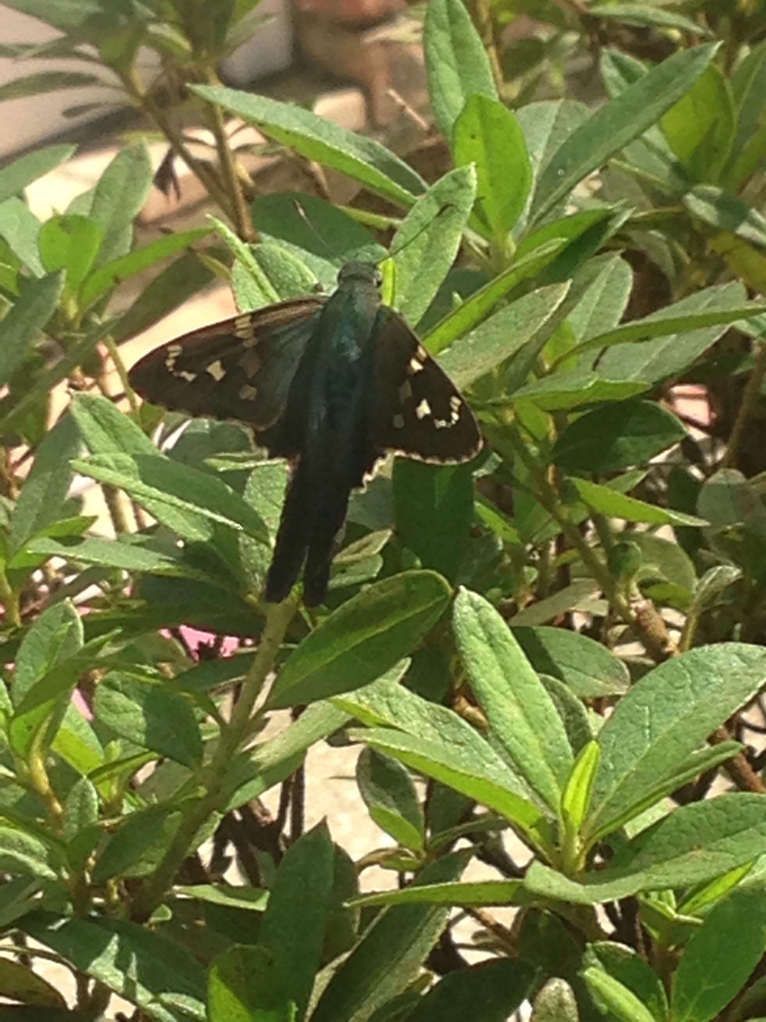This Pretty Butterfly in Louisiana r/whatsthisbug