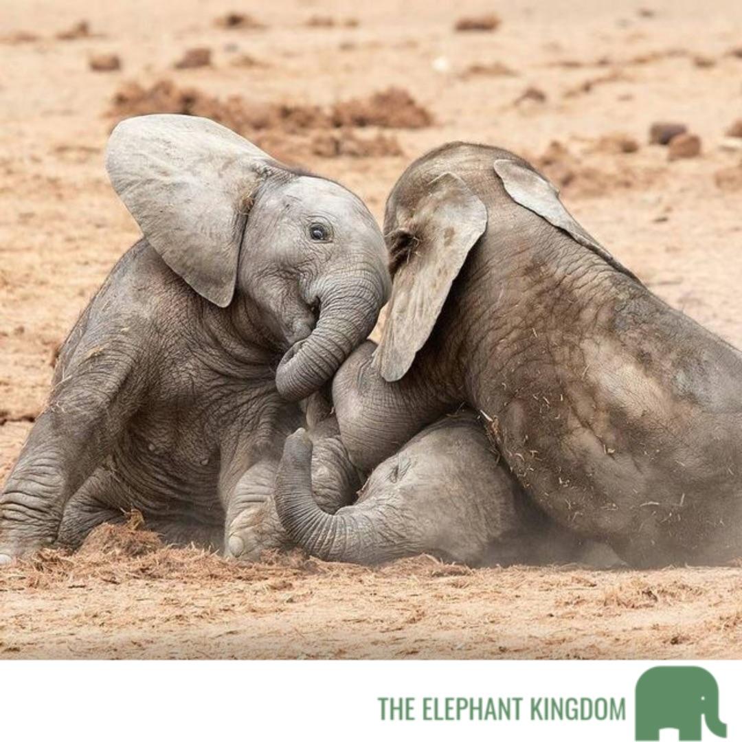 Why are baby elephants so cute 😍 r/babyelephants