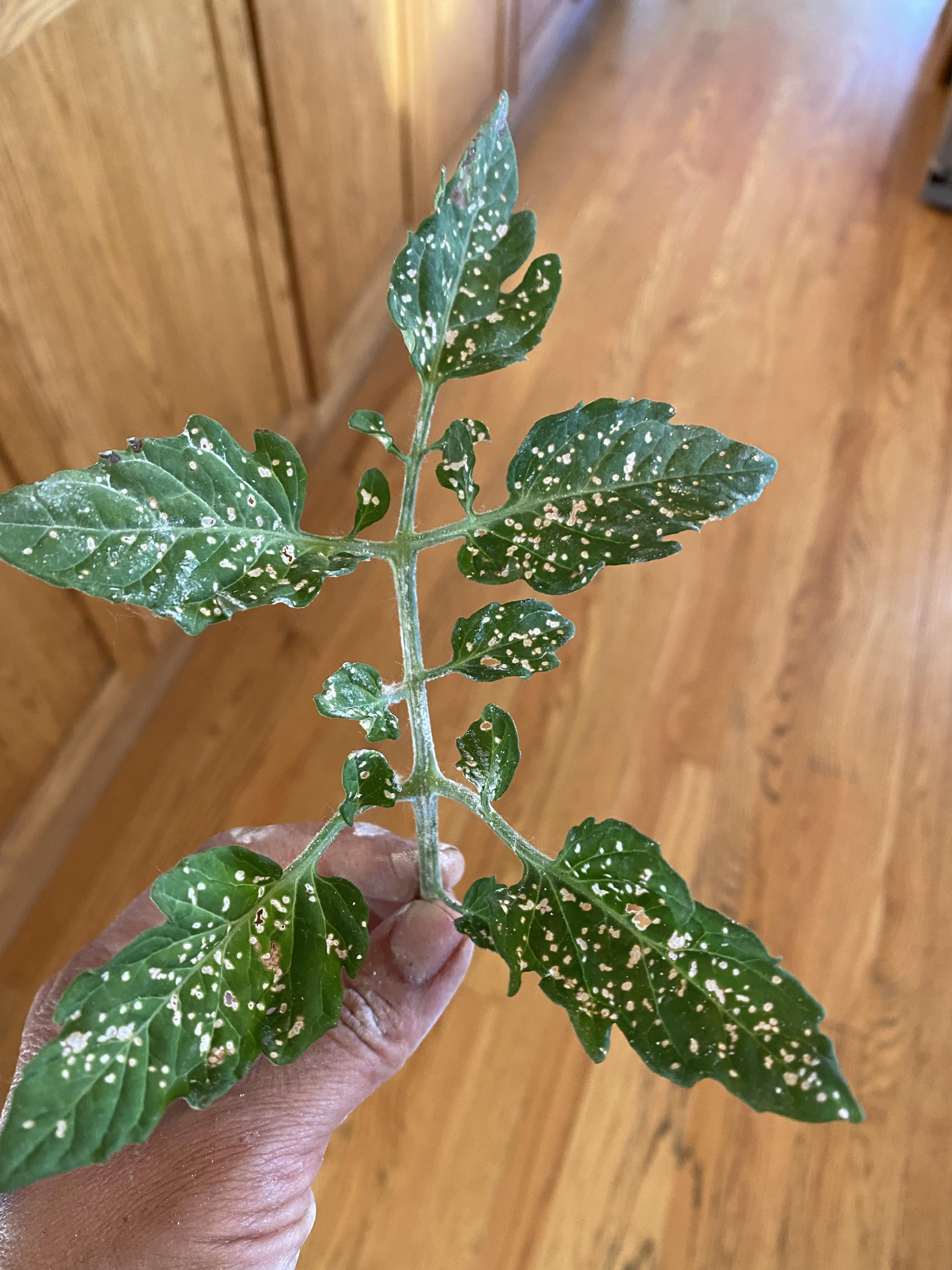 What’s eating my tomato plant? Zone 5B r/plantclinic