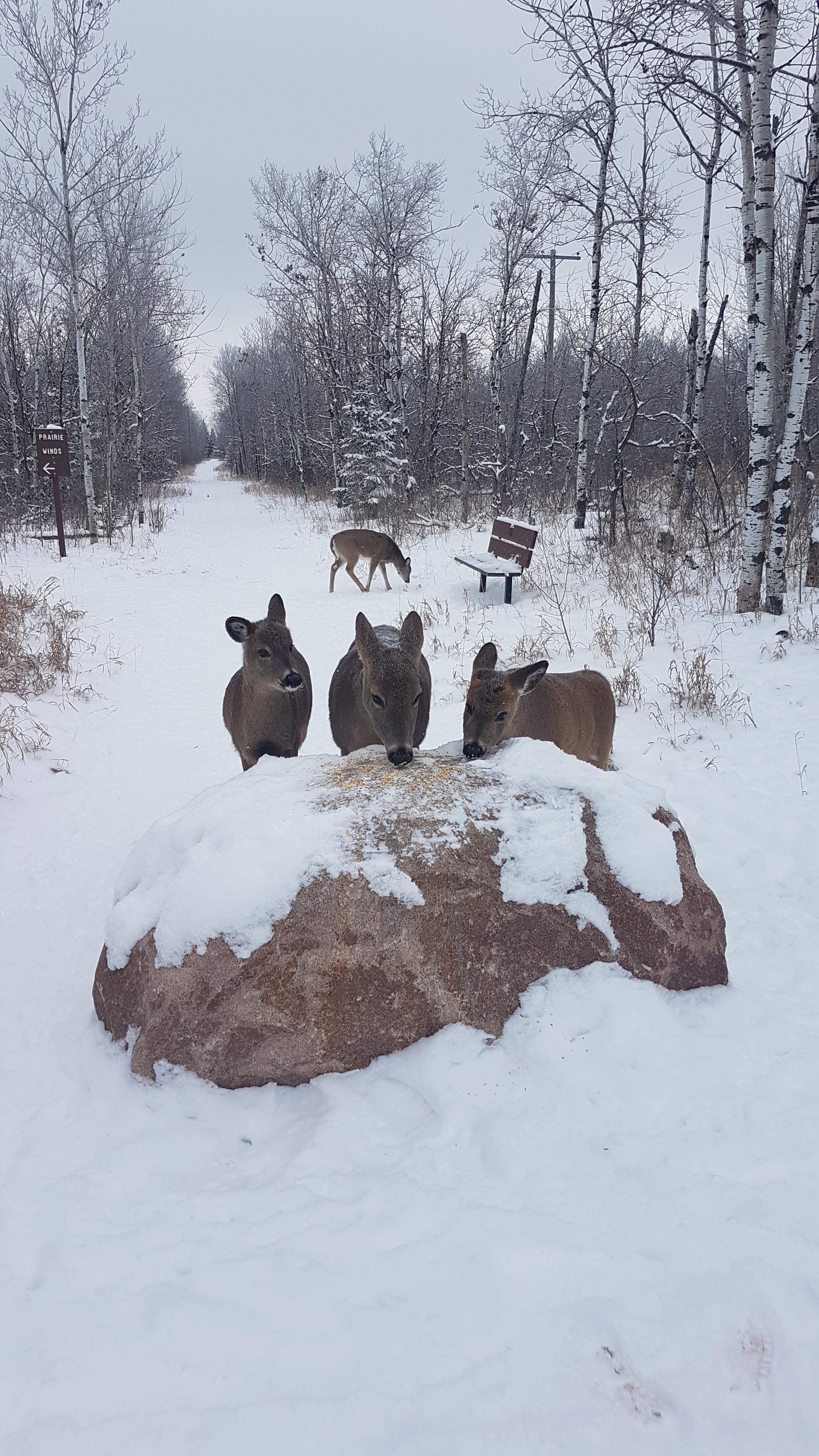 Snowshoeing in Birdshill park, but first a little visit! r/Winnipeg