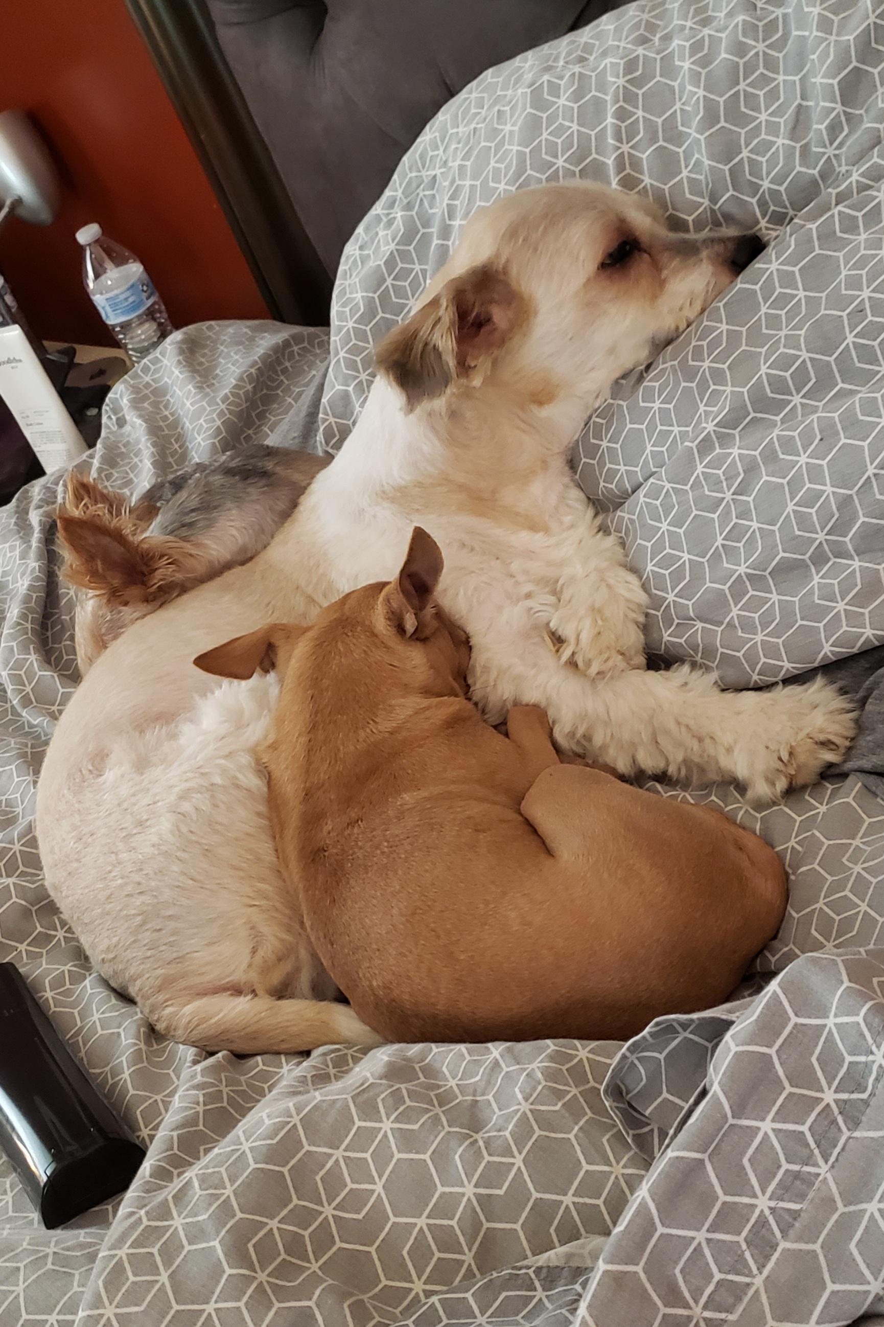 Dog using a pillow and other dogs using said dog as a pillow lol r
