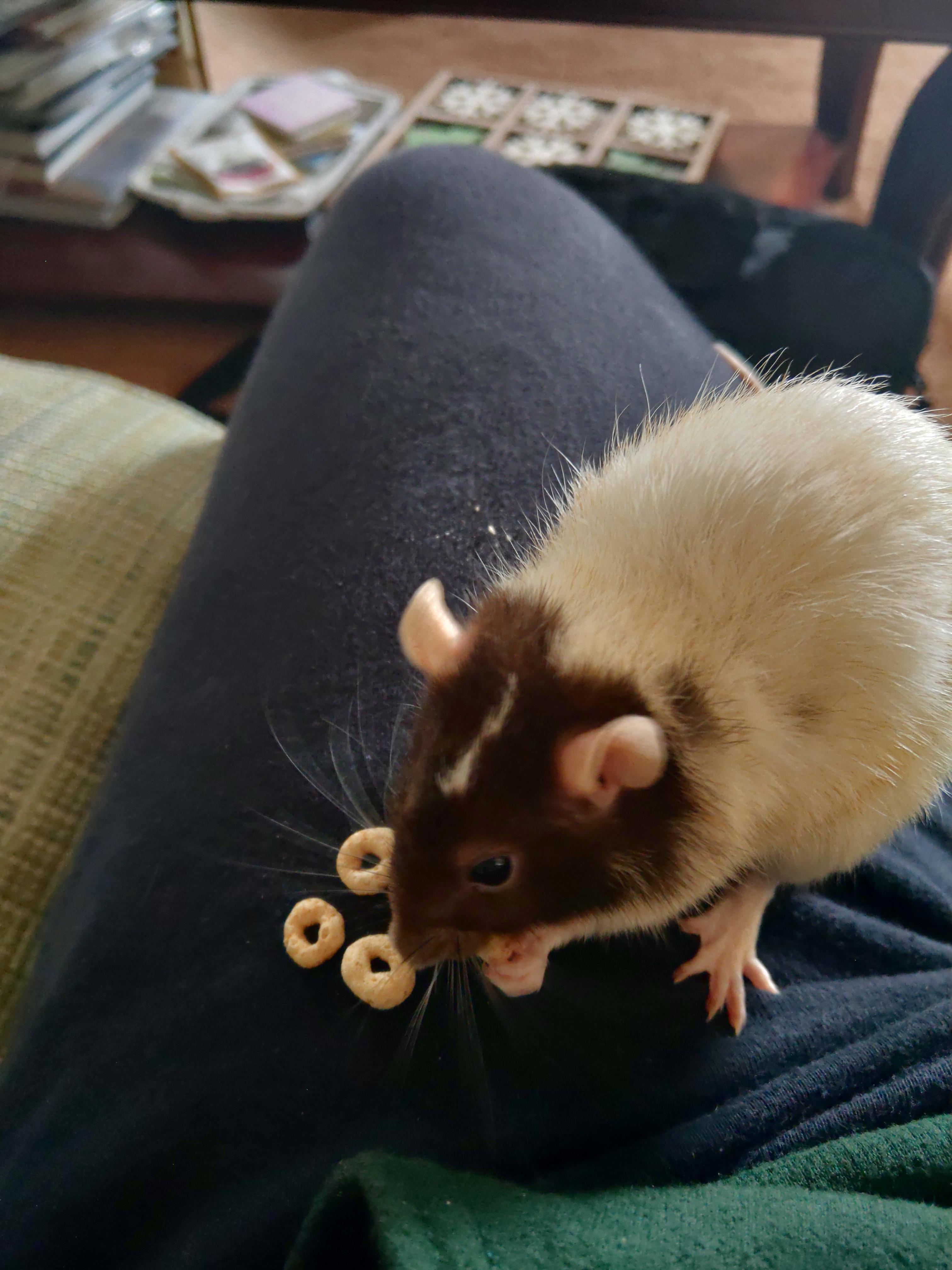 Nobody can say no to honey nut cheerios. r/RATS
