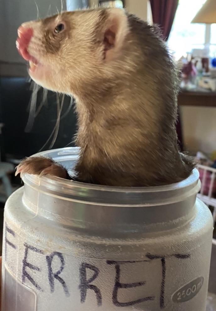 New Kind of Ferret Treats r/ferrets
