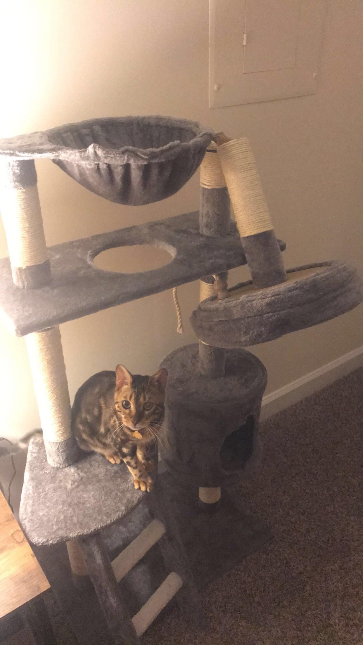 New cat tree wasn’t meant for crazy bengals I guess... r/bengalcats