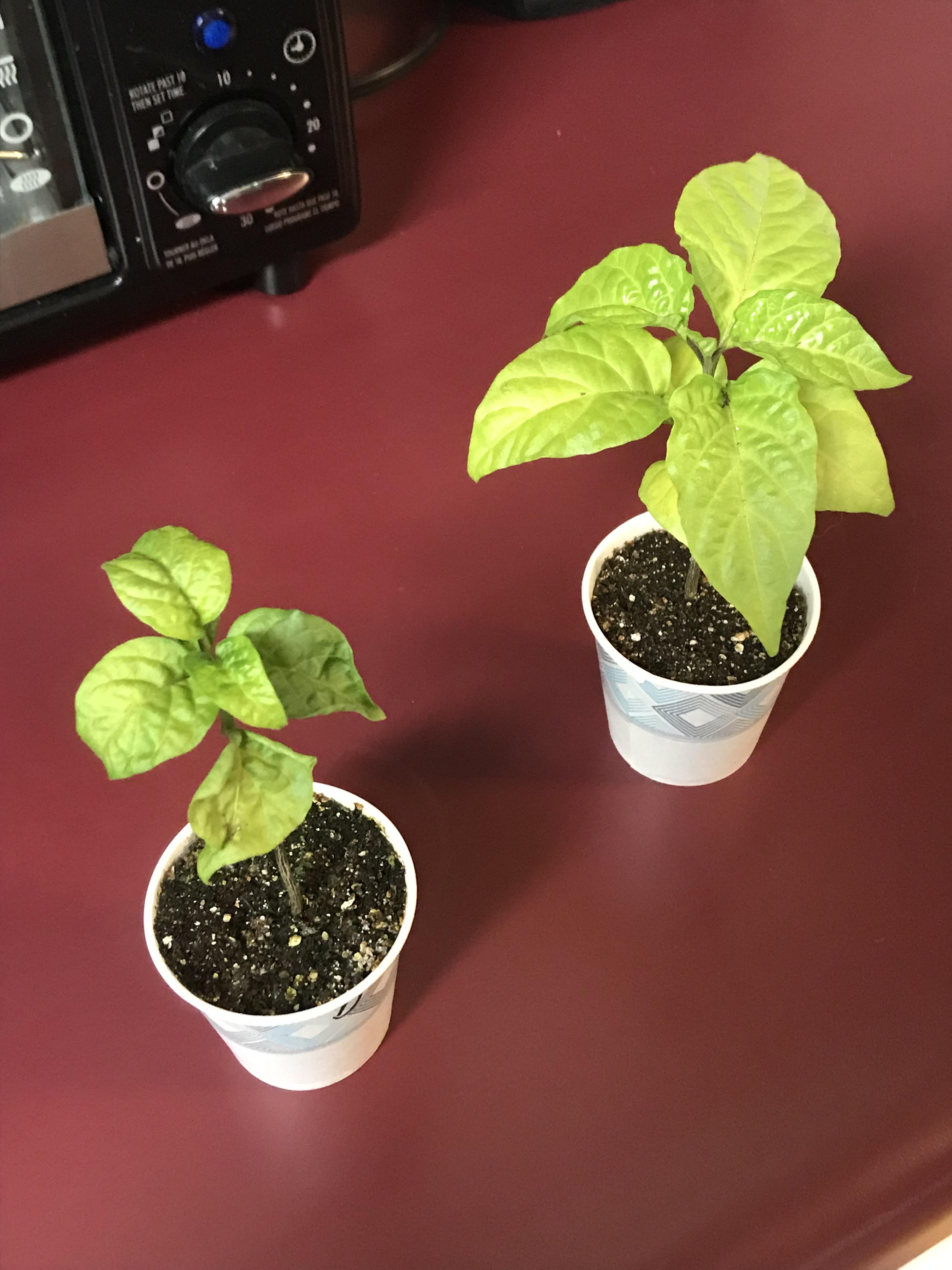 So my wife brought home two plants, a 7 pot Douglah and a Carolina