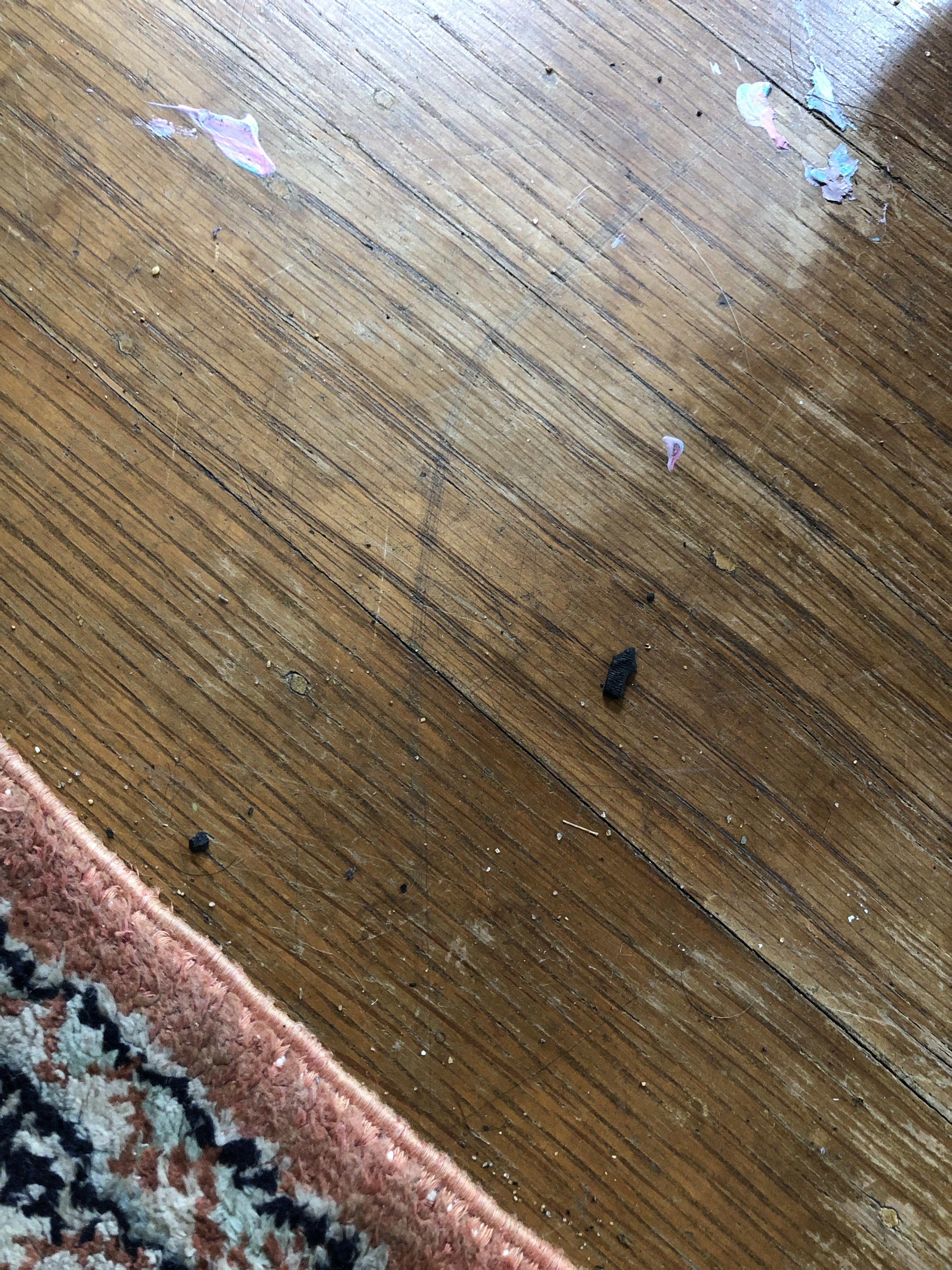 Do I have roaches or mice? Something else? In San Francisco CA r