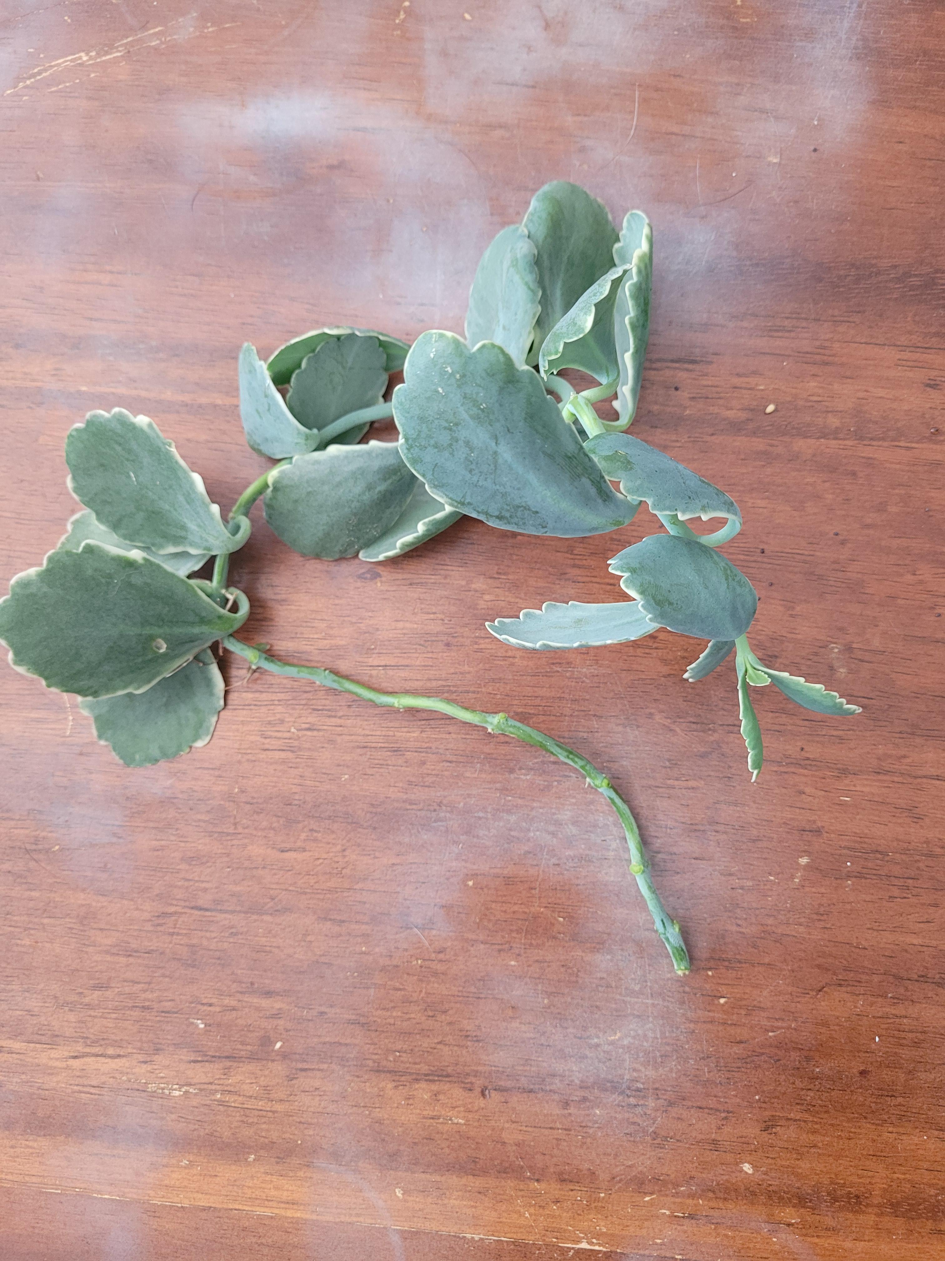 A whole section of my succulent broke off. How do I save it?? r