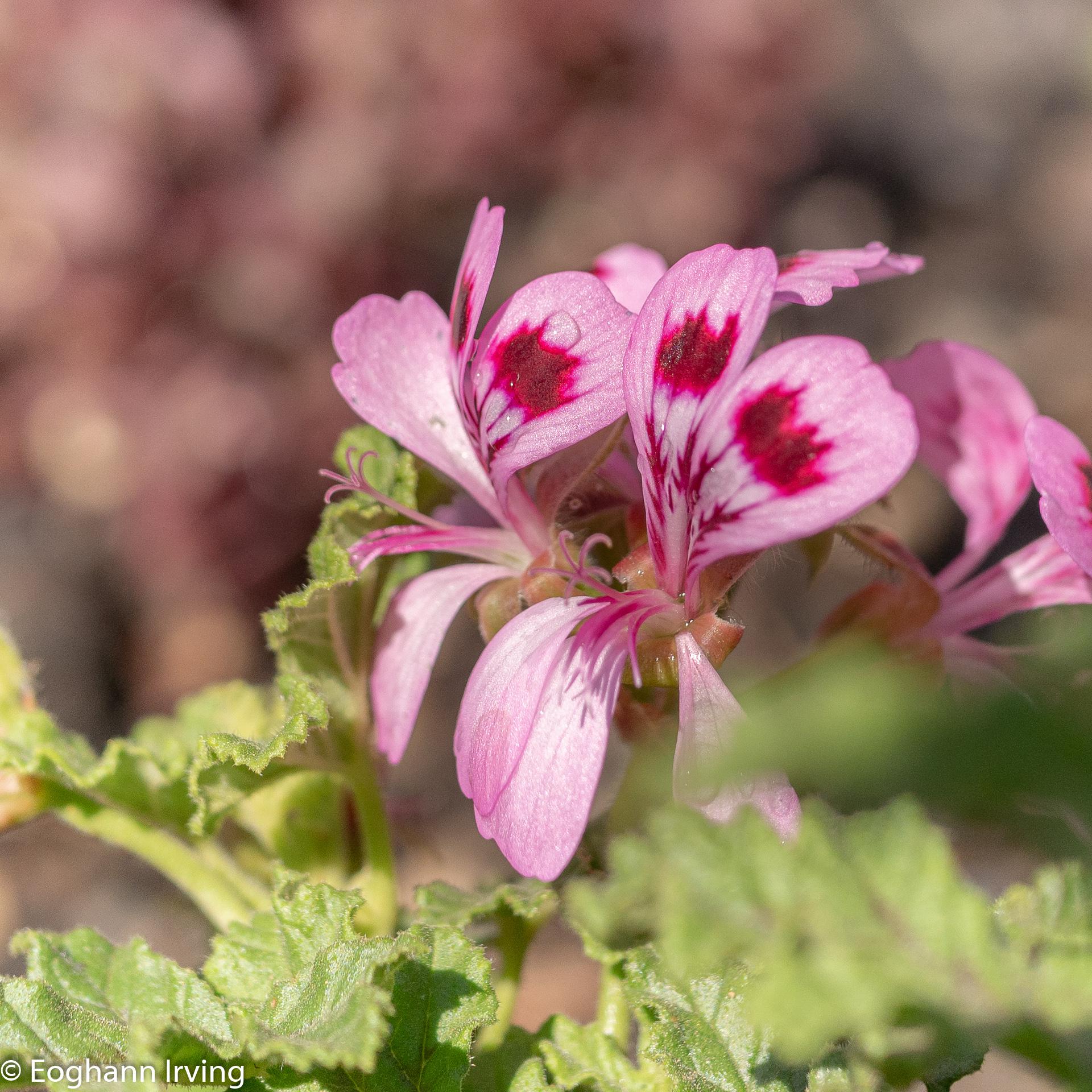 Sweet Smelling Citronella r/M43