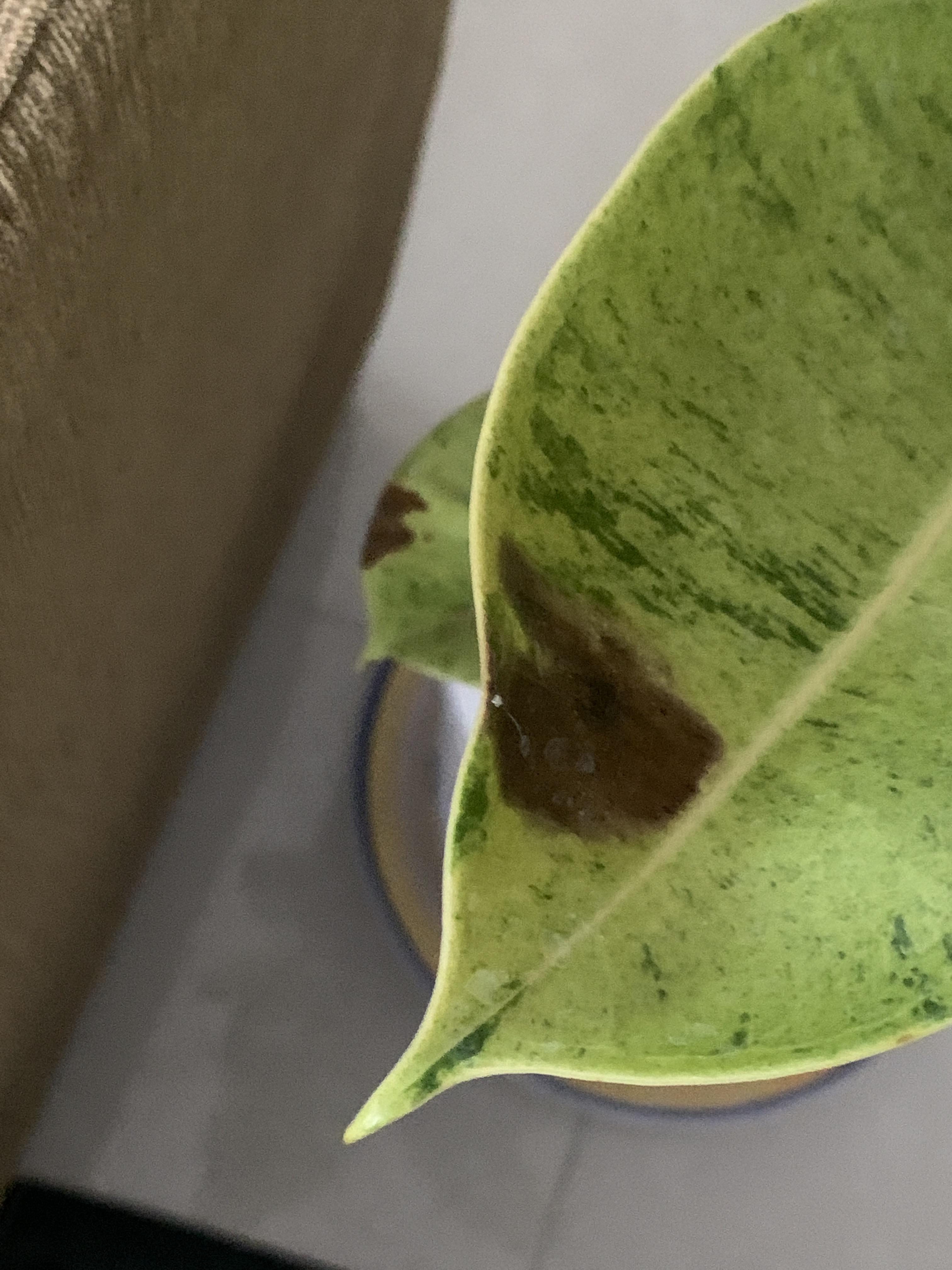 Brown spots on my rubber trees leaves? What could be the cause? r