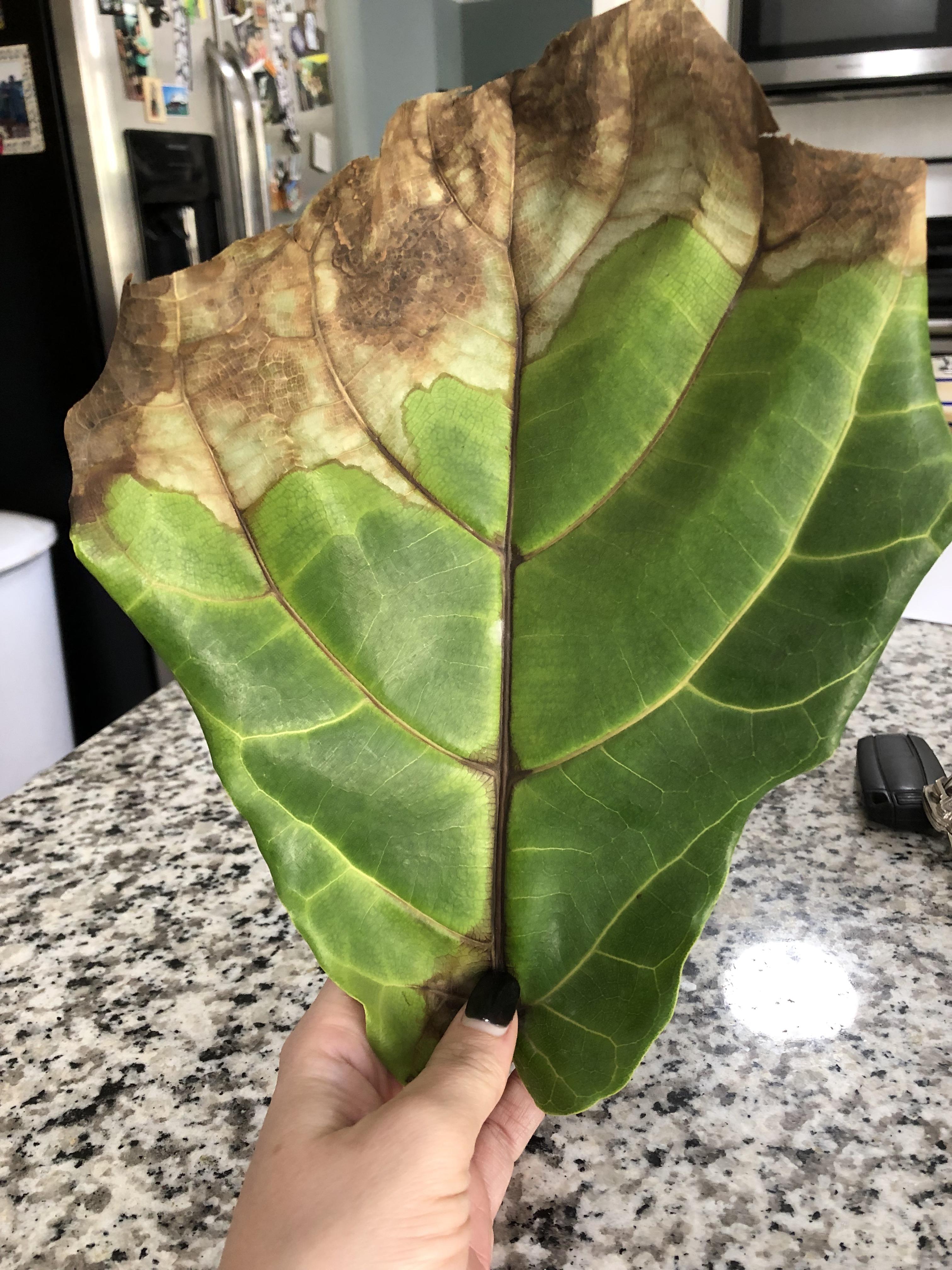 Does anyone know what is wrong with my tree? Leaves are brown at edges