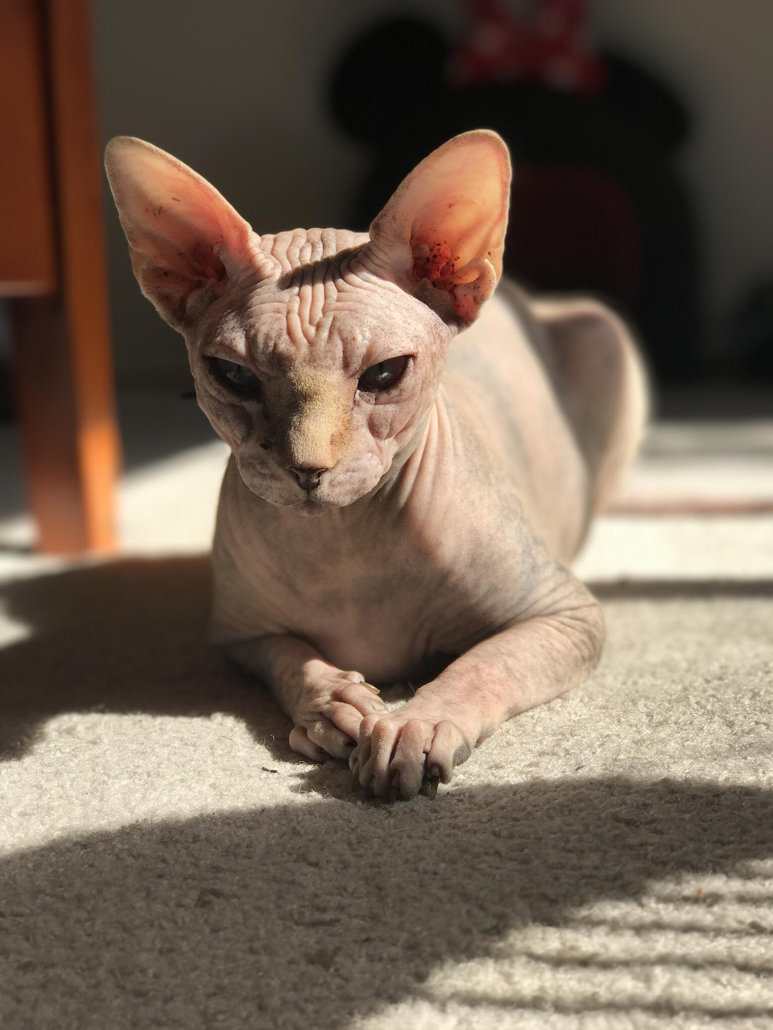 My alarm clock. r/cats