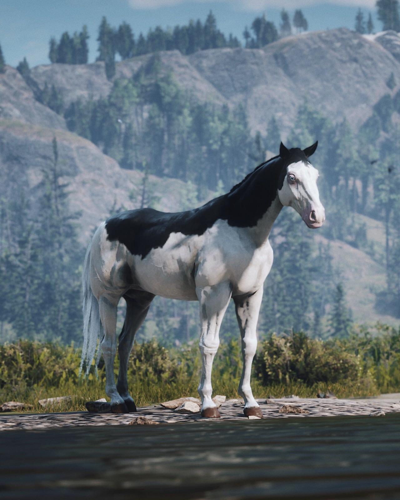 I used to love this horse, the Splashed White American Paint but it