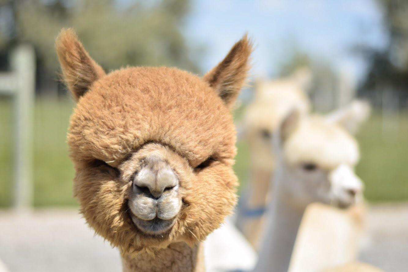 Alpaca farm in Longmont! r/Colorado