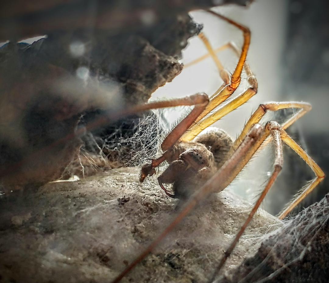 Giant House Spider (Eratigena) nice fang shot r/spiders