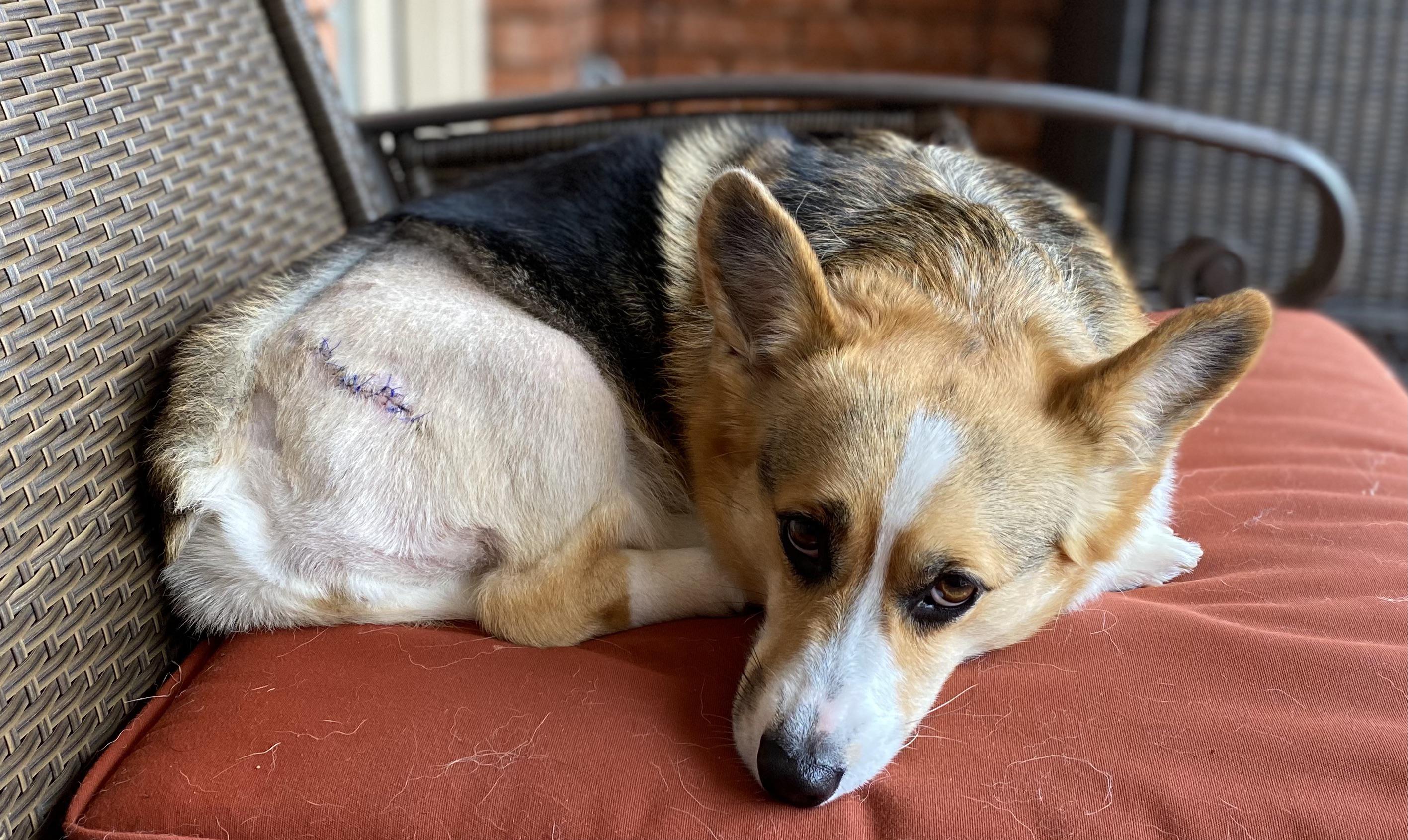 Our precious Gypsy 2 weeks after hip dysplasia surgery