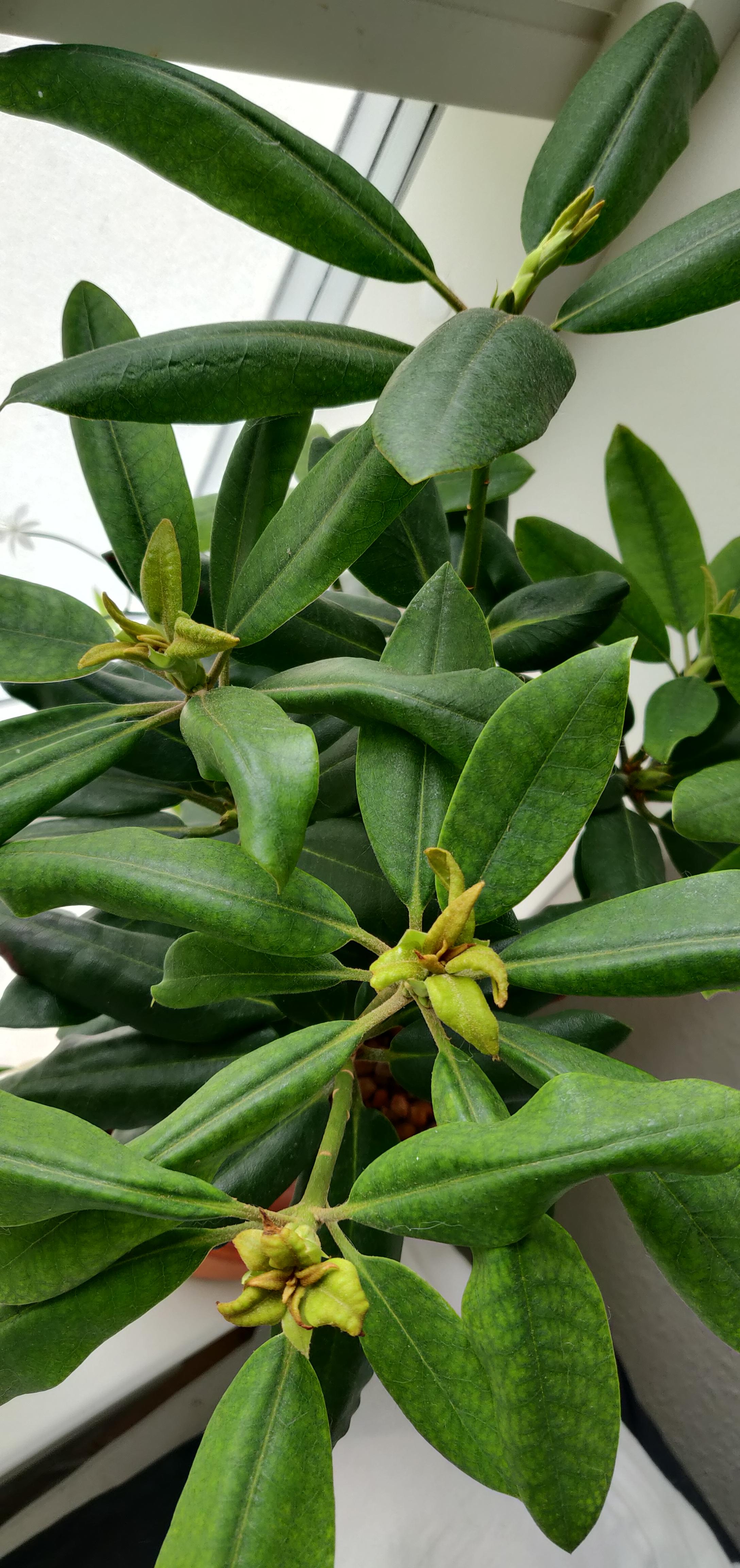New leaves on my rhododendron turn yellow and crispy r/plantclinic