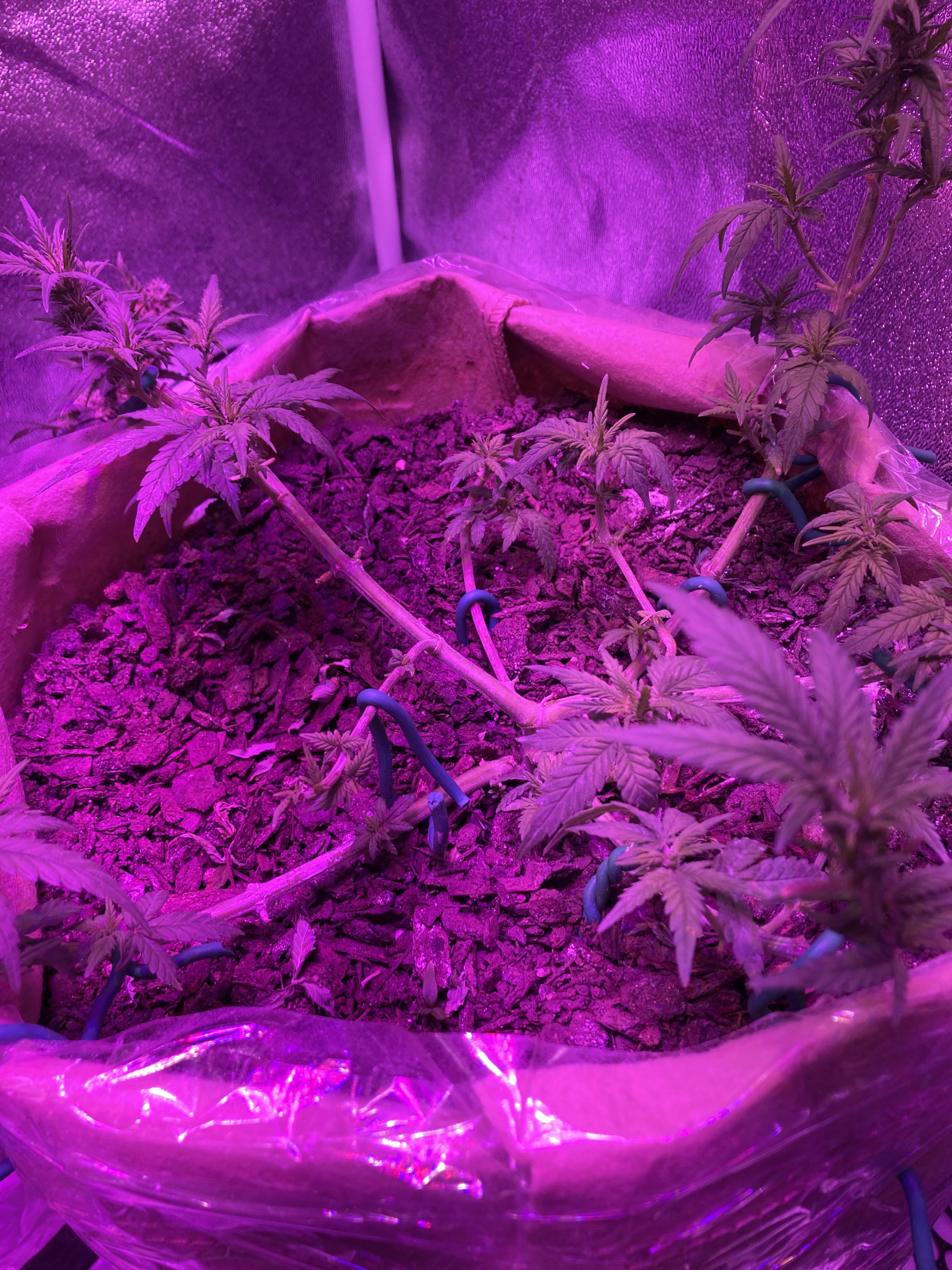 Is 7 dust ok to use on indoor plants I used it on an outside grow and
