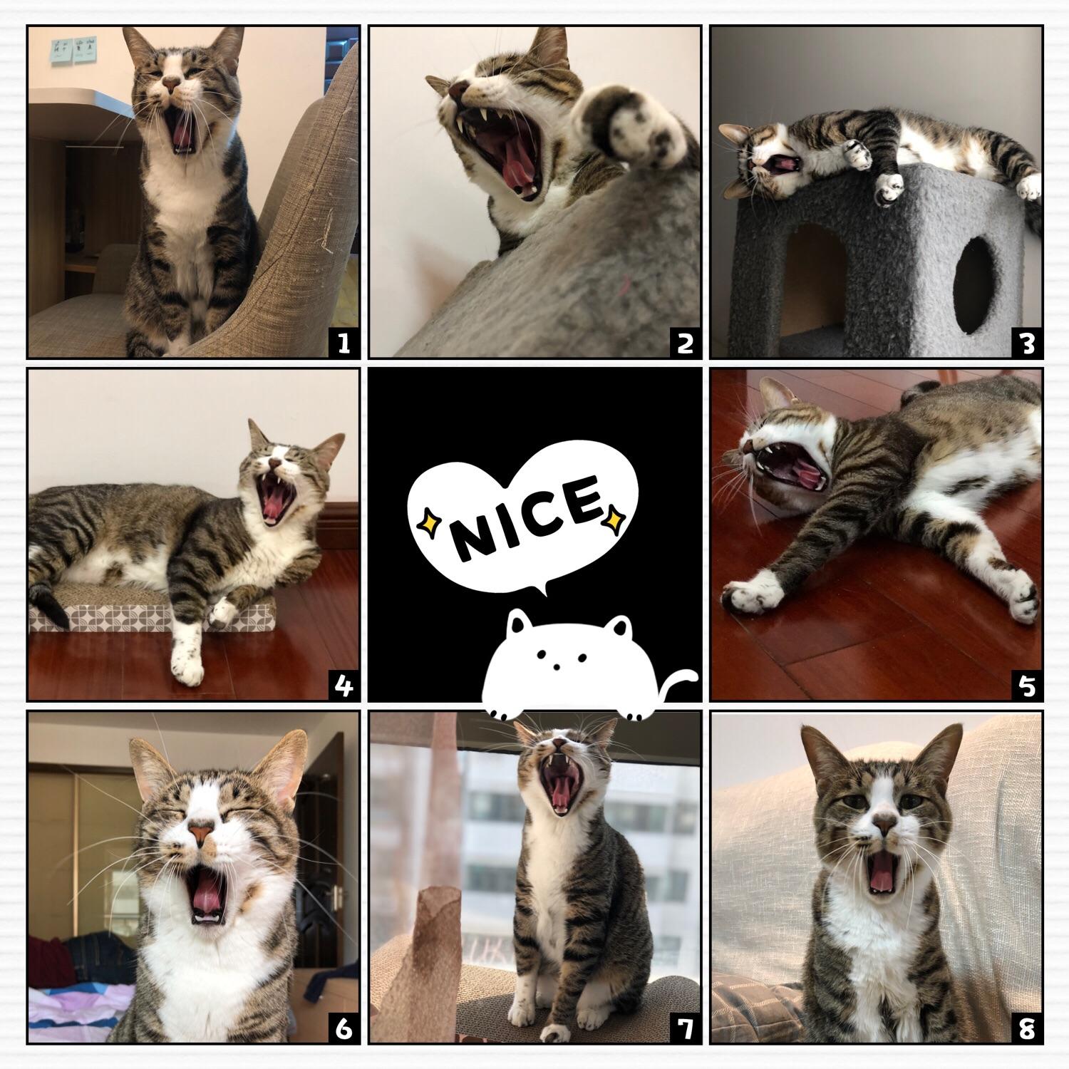 Our cat yawns a lot when we take his picture. r/aww