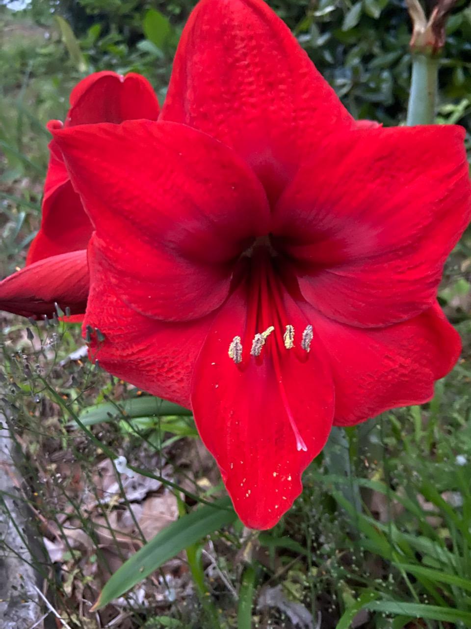 What is the flower? Zone 8 r/whatsthisplant