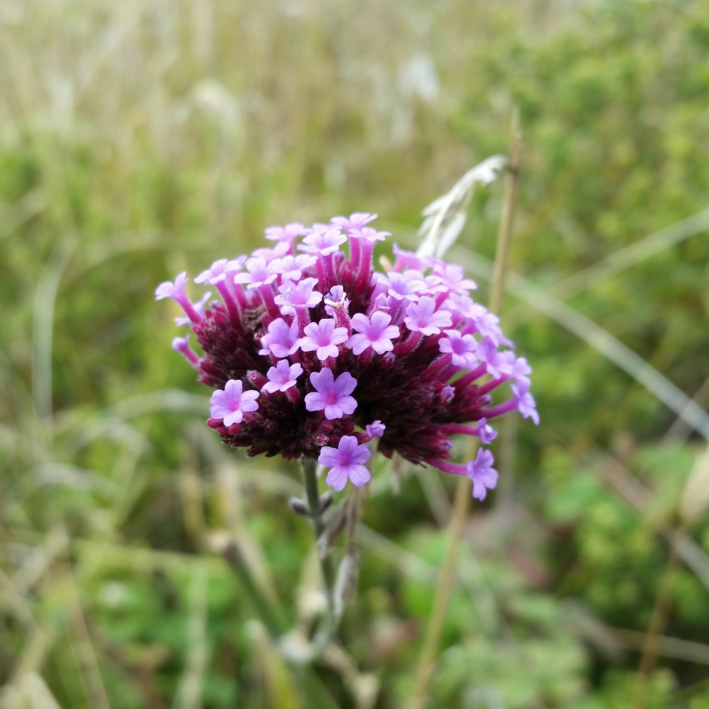 Purpletop vervain (Verbena bonariensis), Point Reyes National Seashore