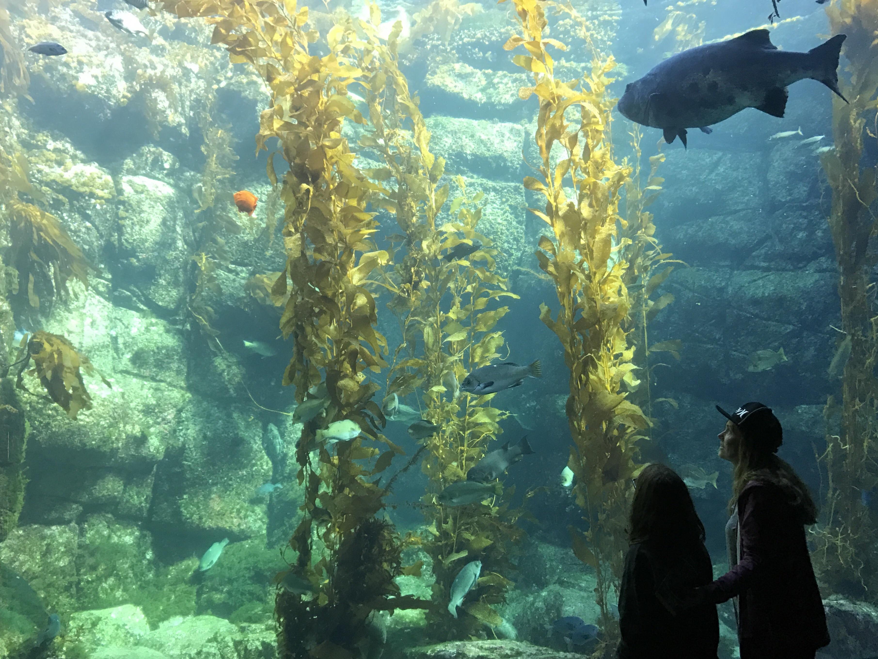 Birch Aquarium, La Jolla, CA. They don't use filters but instead keep