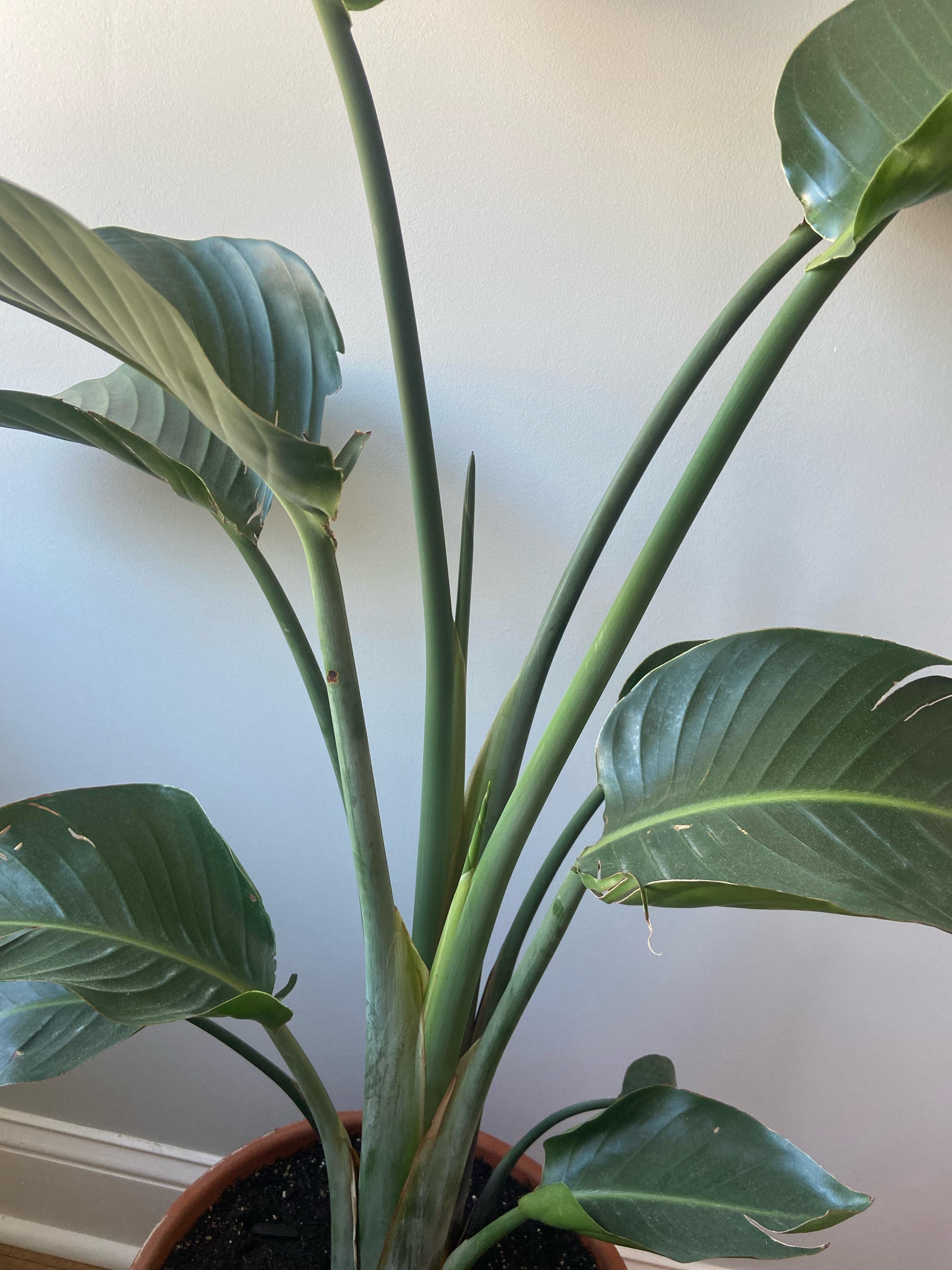 New growth on my Bird of Paradise!! So excited to see the new leaves