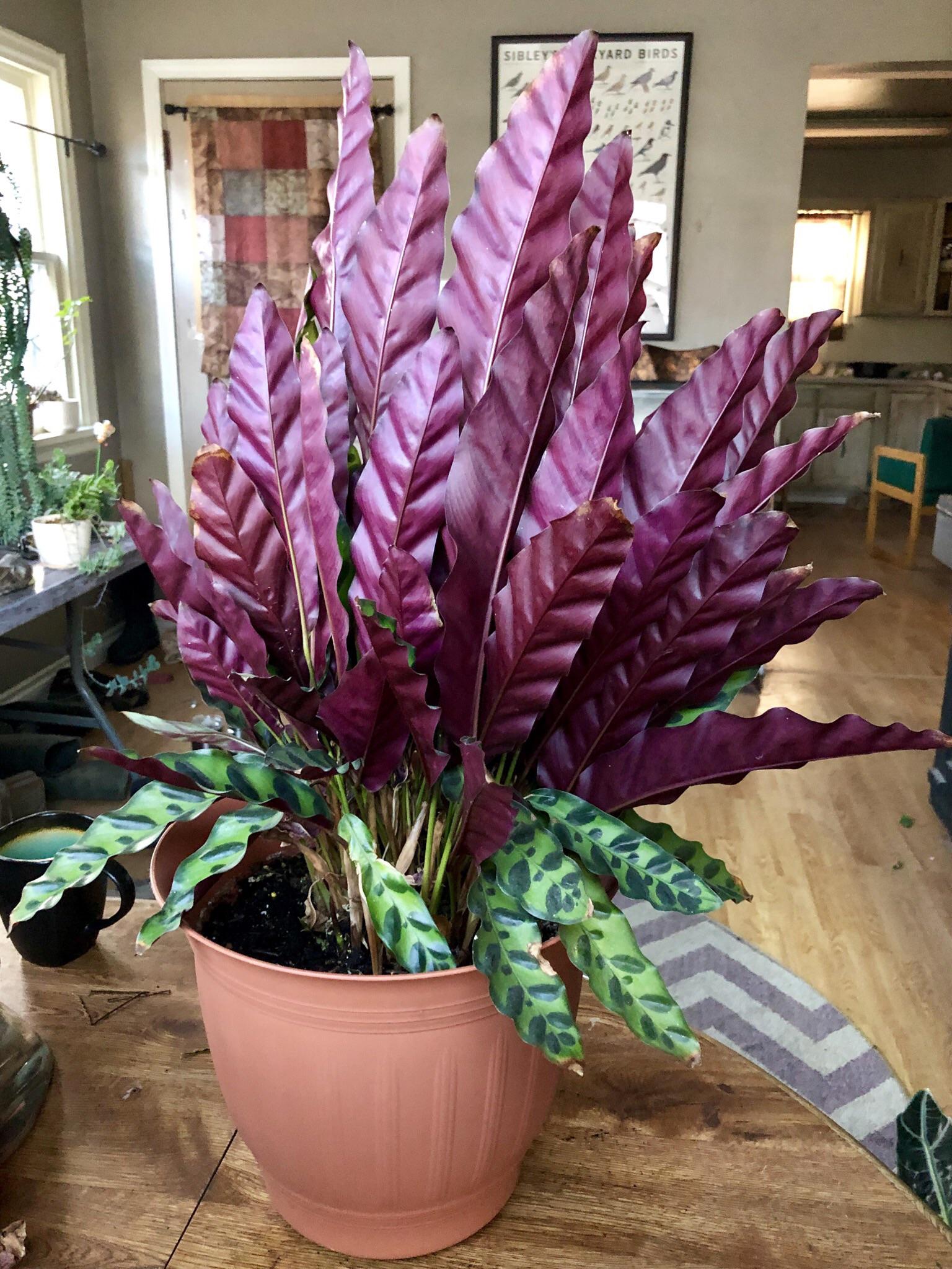 I posted a picture of my Rattlesnake Plant the other day, here’s what