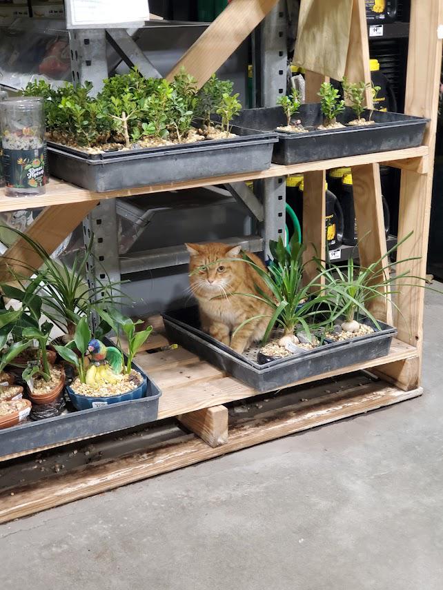 Does every Home Depot have a garden cat? Meet Oliver, guardian of this