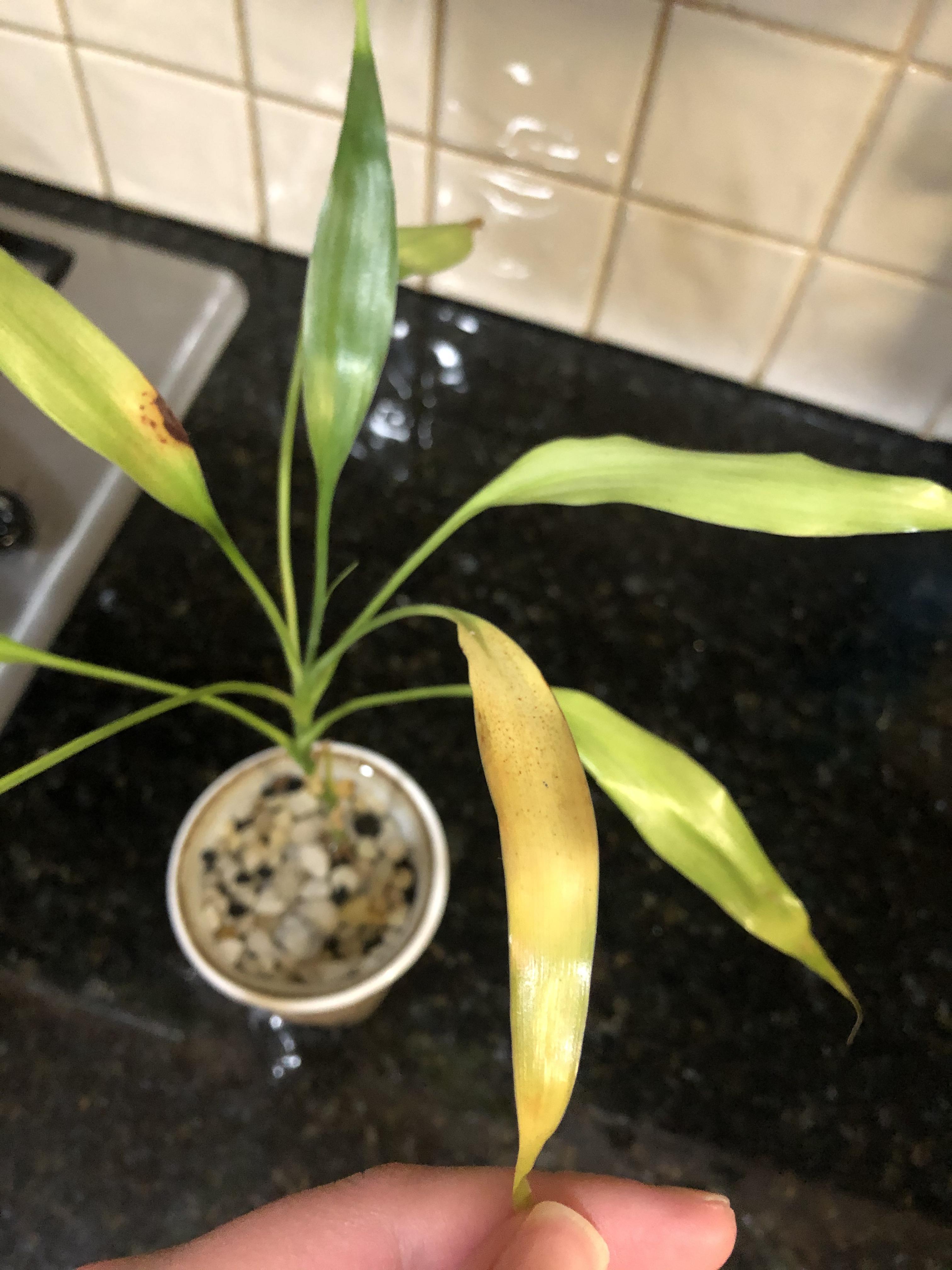 Yellowing leaves on indoor bamboo plant please help, what should I do? r/plantclinic