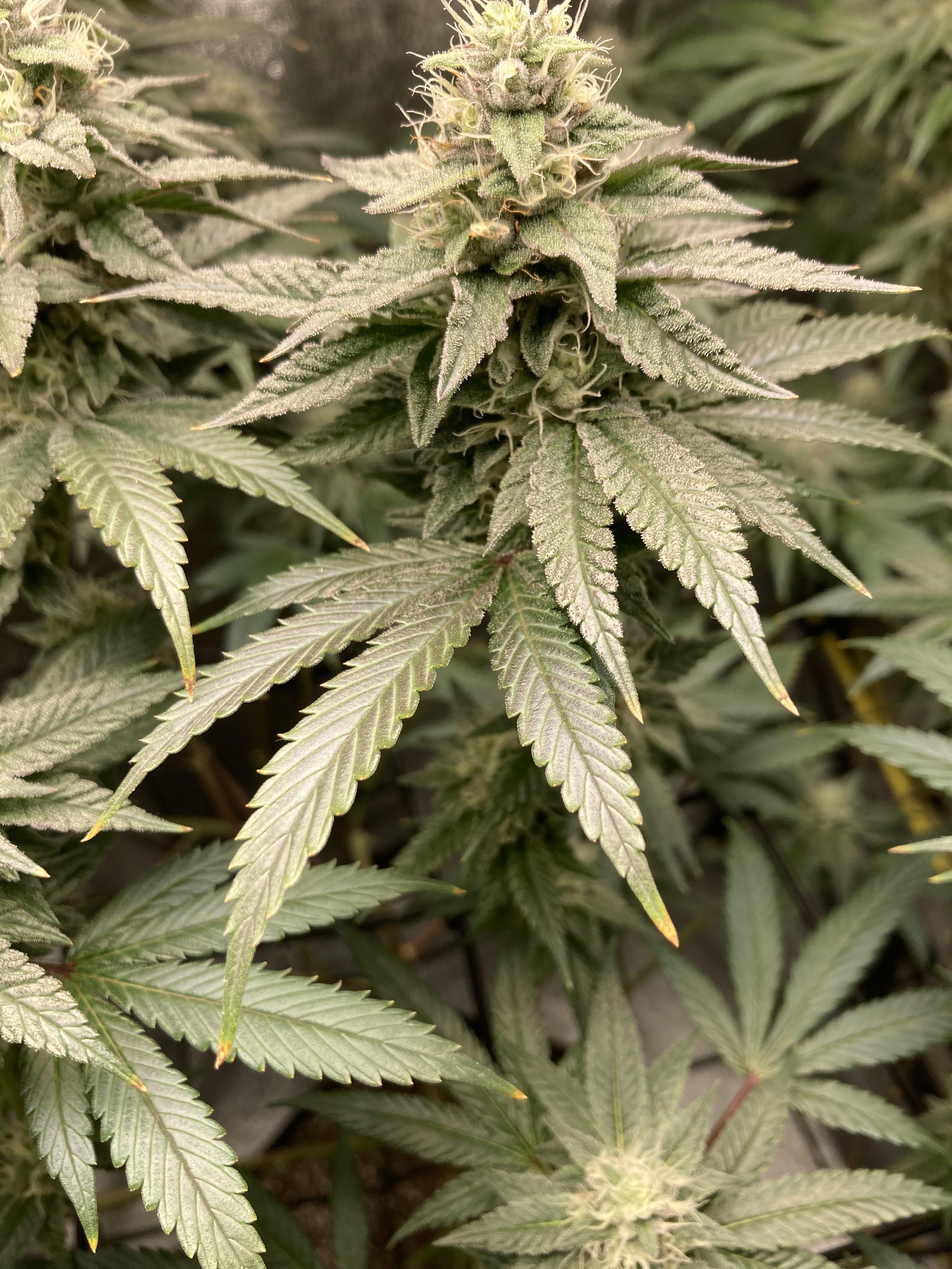 Any ideas on the burning of my leaf tips? I’m unsure it’s a nute burn