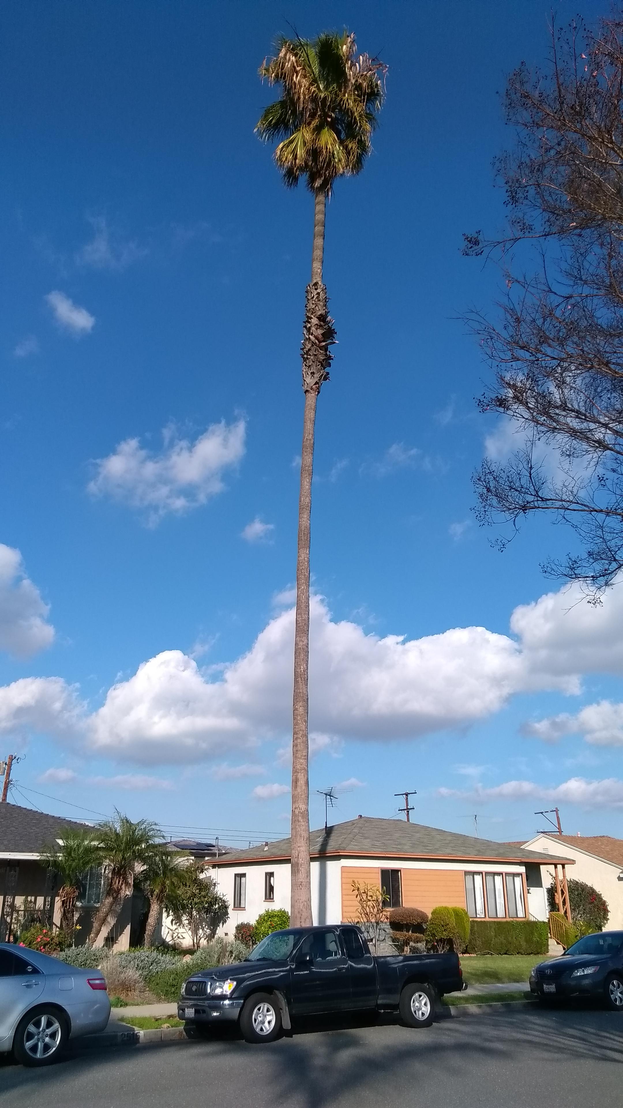 Can anyone id this Palm tree? Gardena, CA. Wondering about lifespan