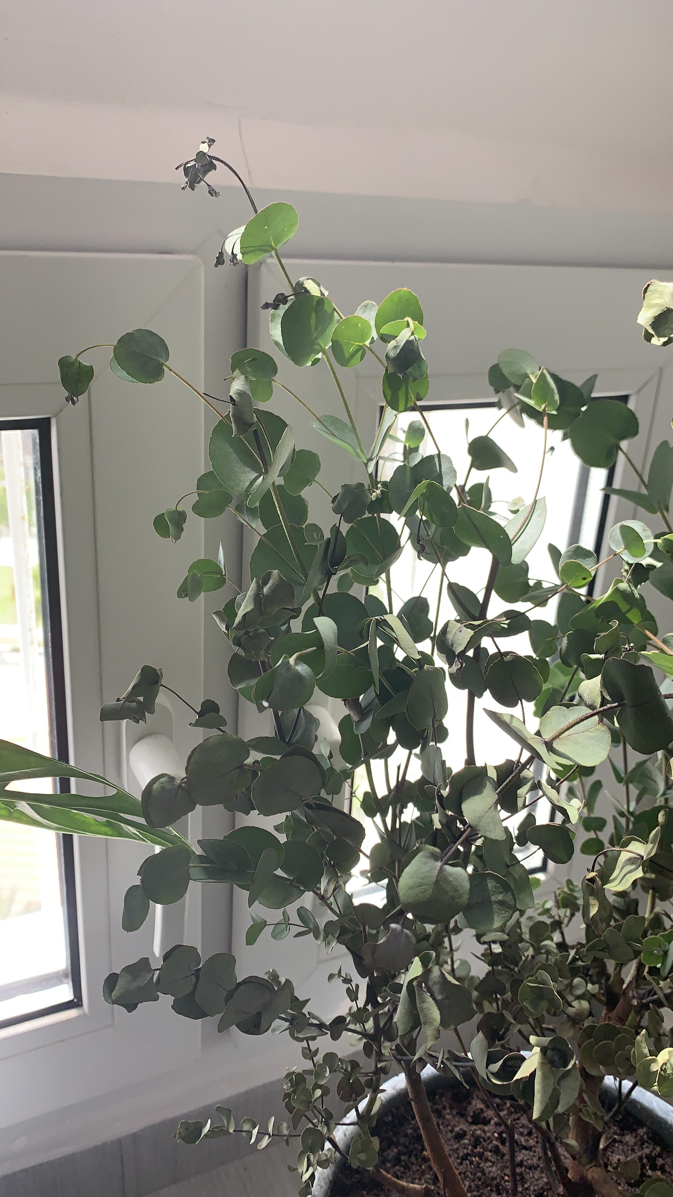 9+ Eucalyptus Plant Drying Out 2 Eucalyptus drying out. More info in comments r/plantclinic